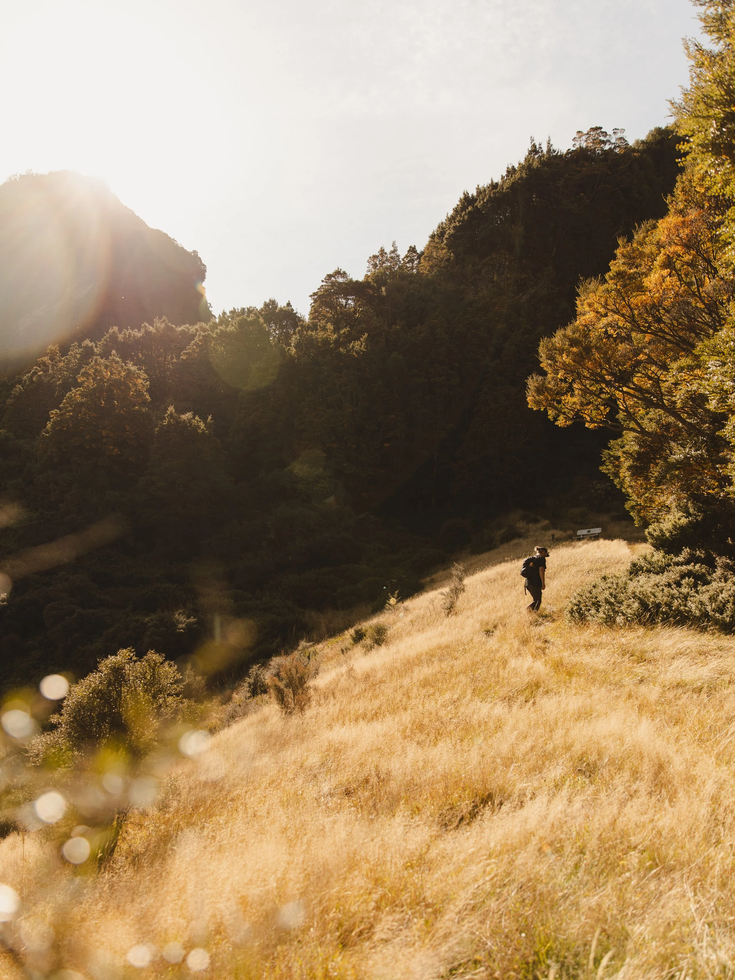 A hiker walking on a golden grassy hillside with trees and mountains in the background, illuminated by sunlight.