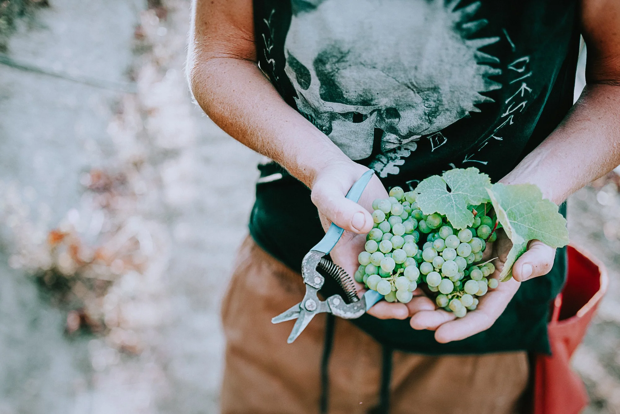 A person holding a bunch of green grapes with large leaves, using pruning shears, in a vineyard.