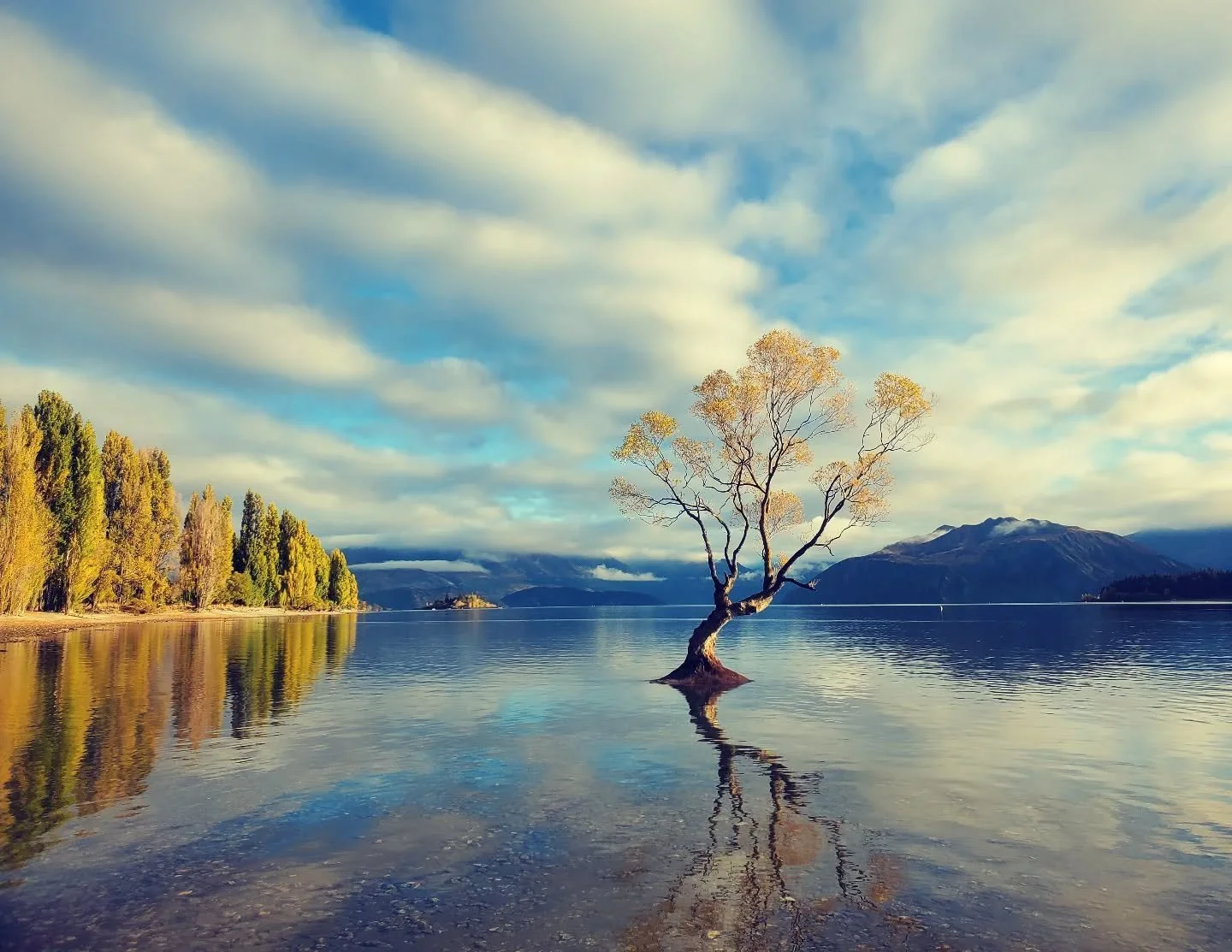 #thatwanakatree is looking stunning right now 😊🍂

#autumncolours #autumn #autumnvibes #autumnleaves #nature #autumncolors #fall #naturephotography #autumnmood #fallcolors #trees #autumnal #autumndays #autumnweather #leaves #landscape #autumnphotogr
