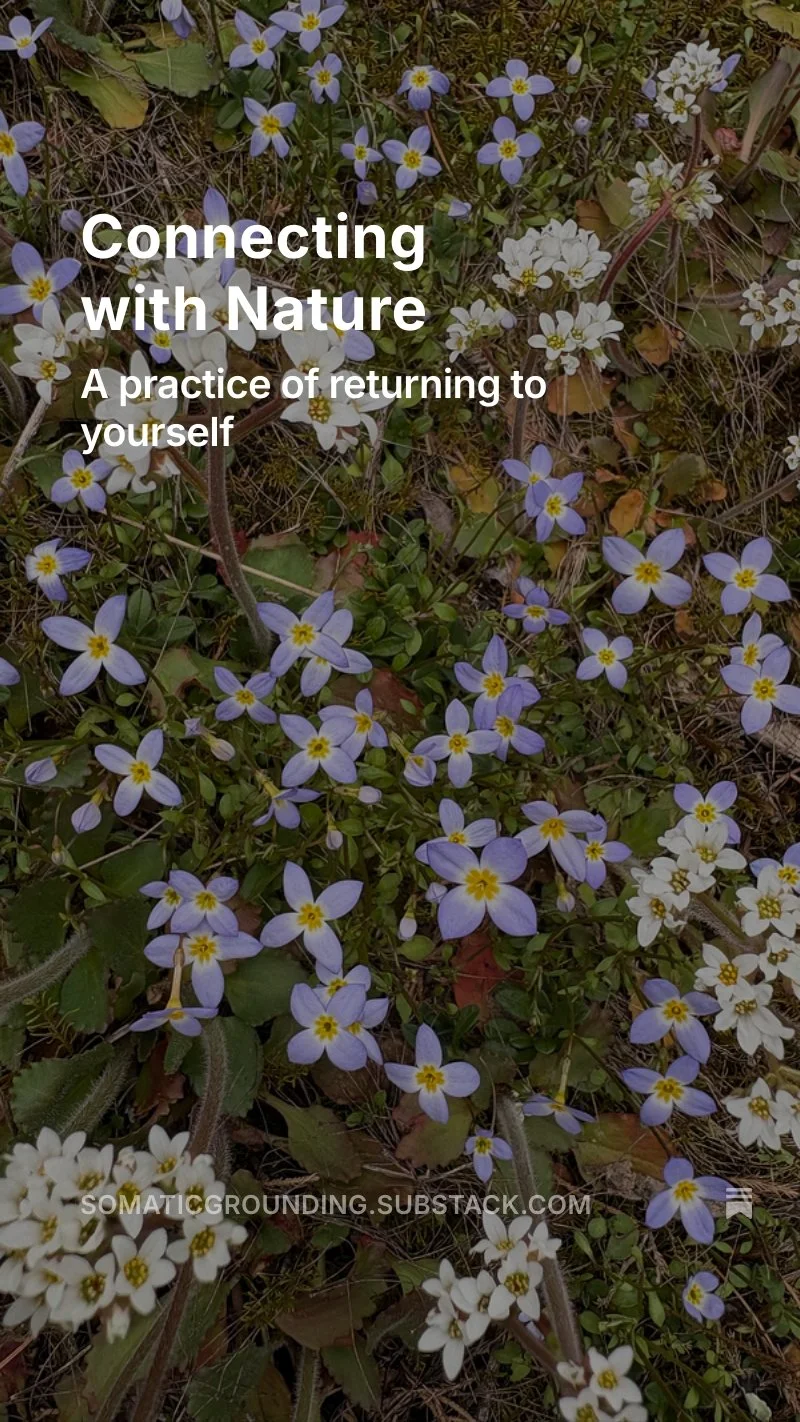 Spring wildflowers, close-up. Bluets: pale purple, 4-petaled flowers with a yellow center. Early saxifrage: taller clusters of small shite flowers with yellow centers.