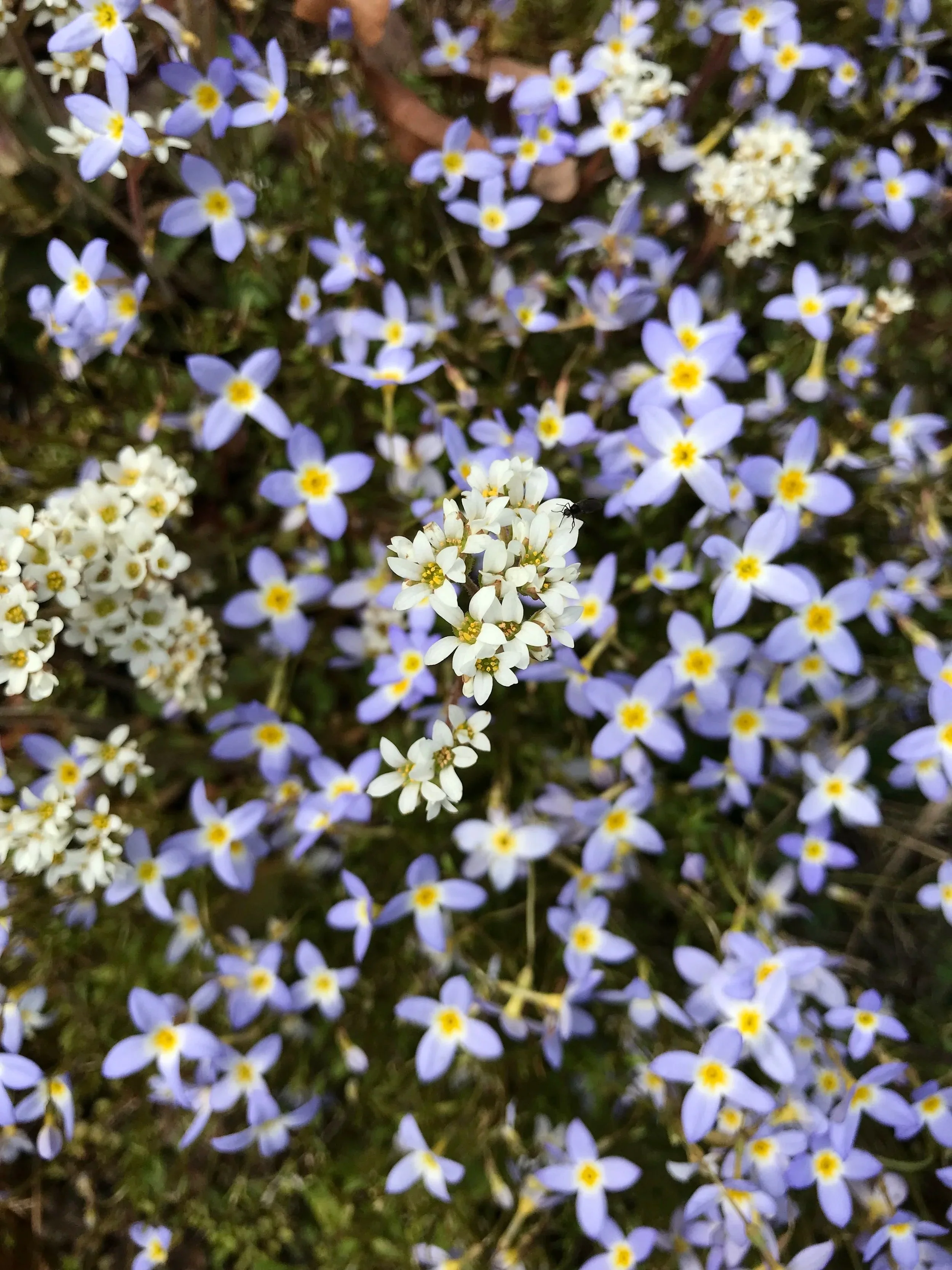 spring ephemeral wildflowers: pale blue bluets in the background with white and yellow early saxifrage i