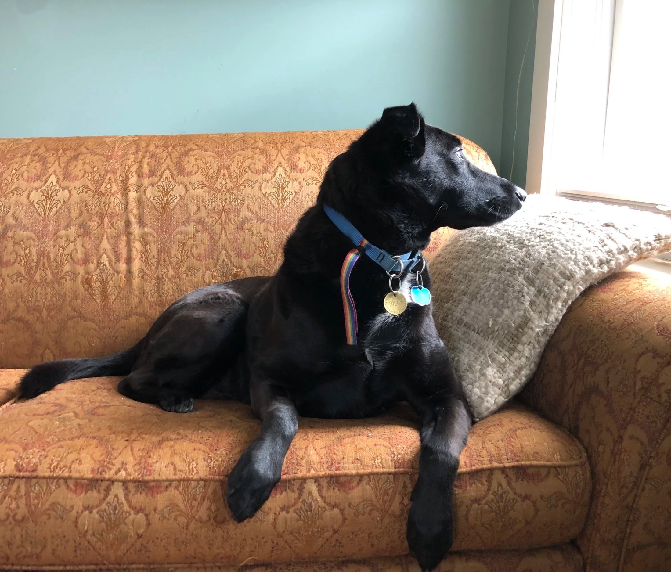 A black dog wearing a blue collar with rainbow ribbon and a brass dog tag looks to her left and out the window, facing towards the light. She's on a golden-brown couch with a cream-colored pillow.