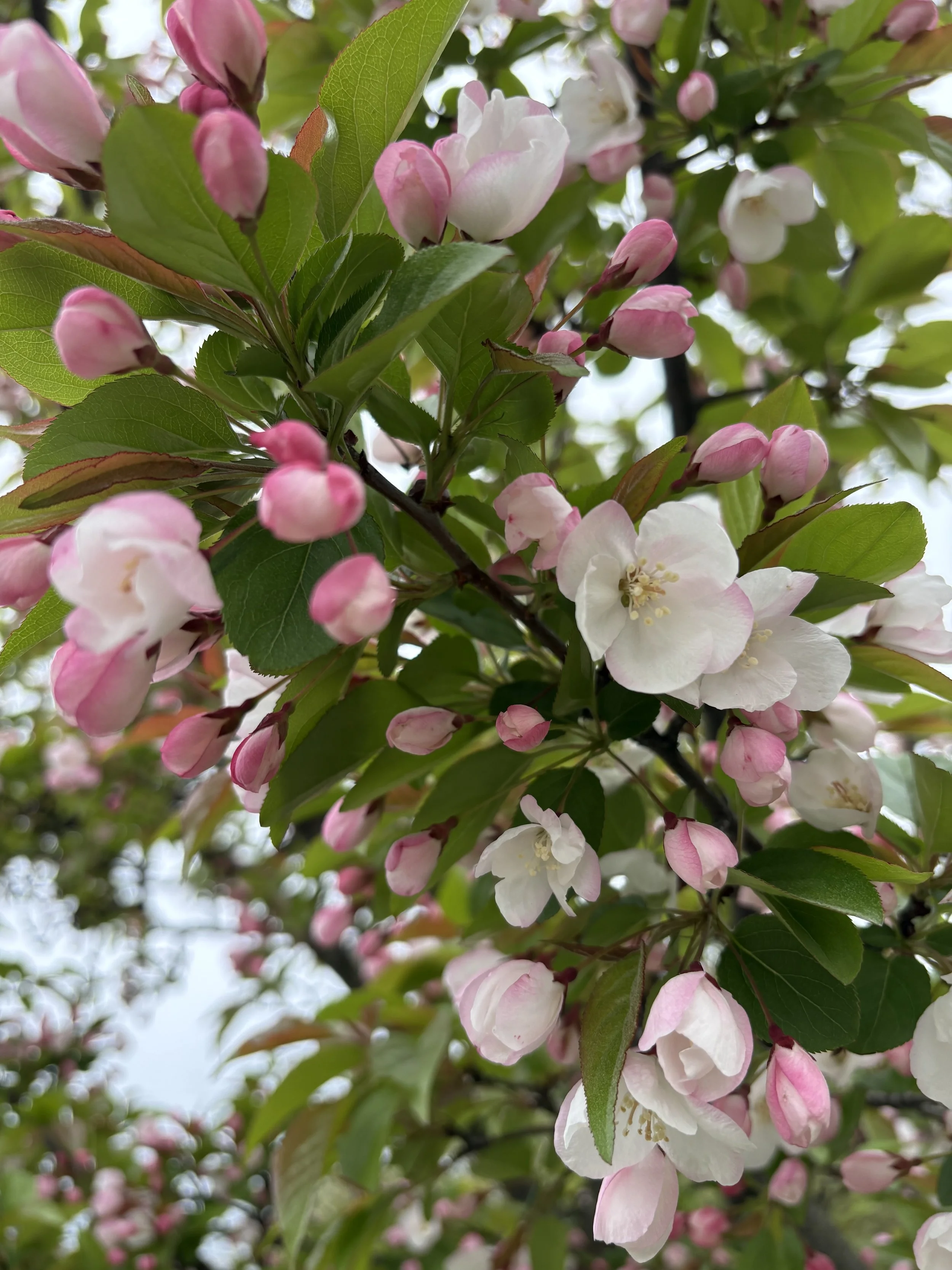 Close-up photo of a crabapple tree in bloom. The flowers buds are light pink and the open blossoms are white.