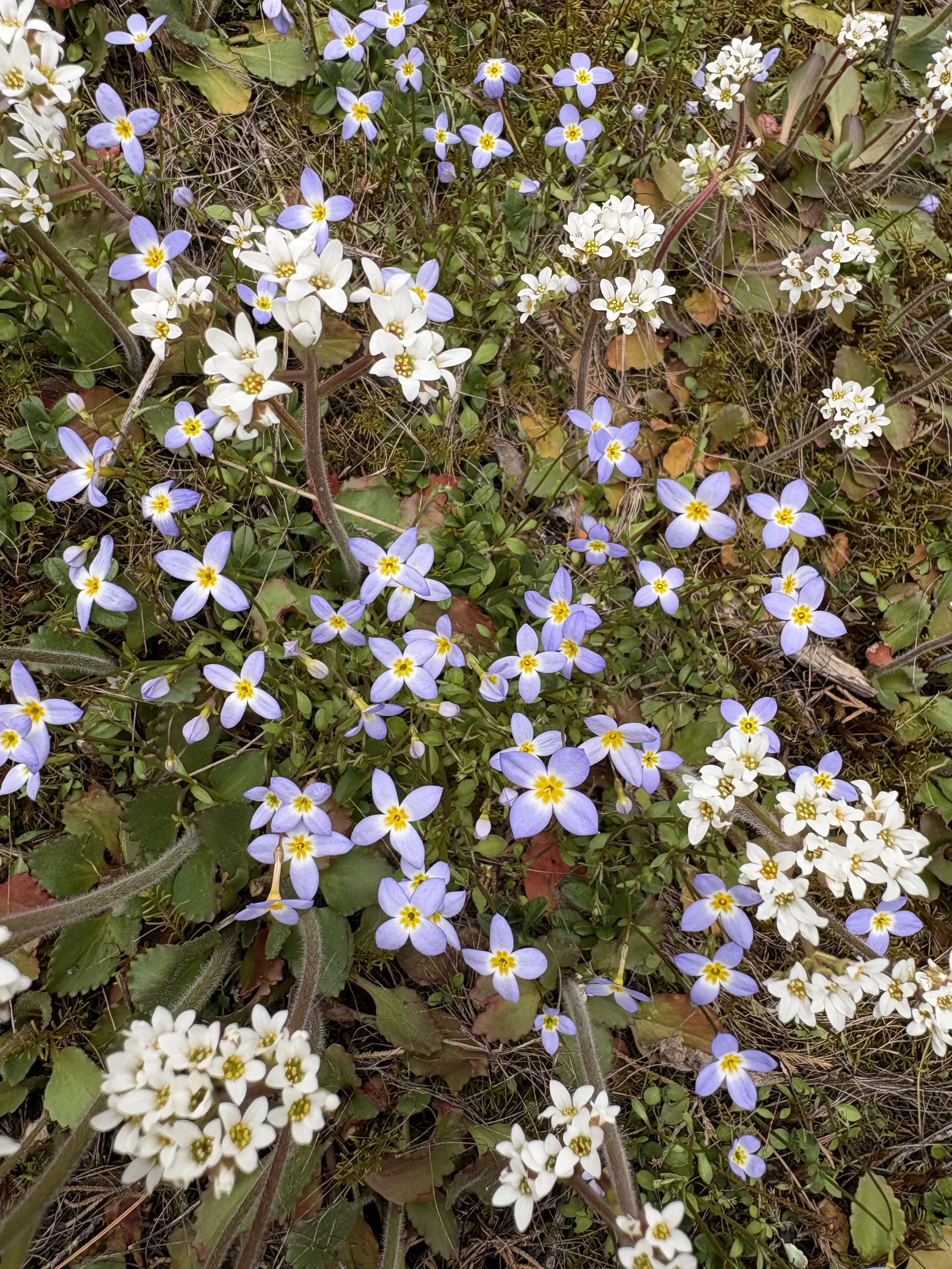 A close-up photo of low-growing blue and white spring wildflowers - bluets and early saxifrage