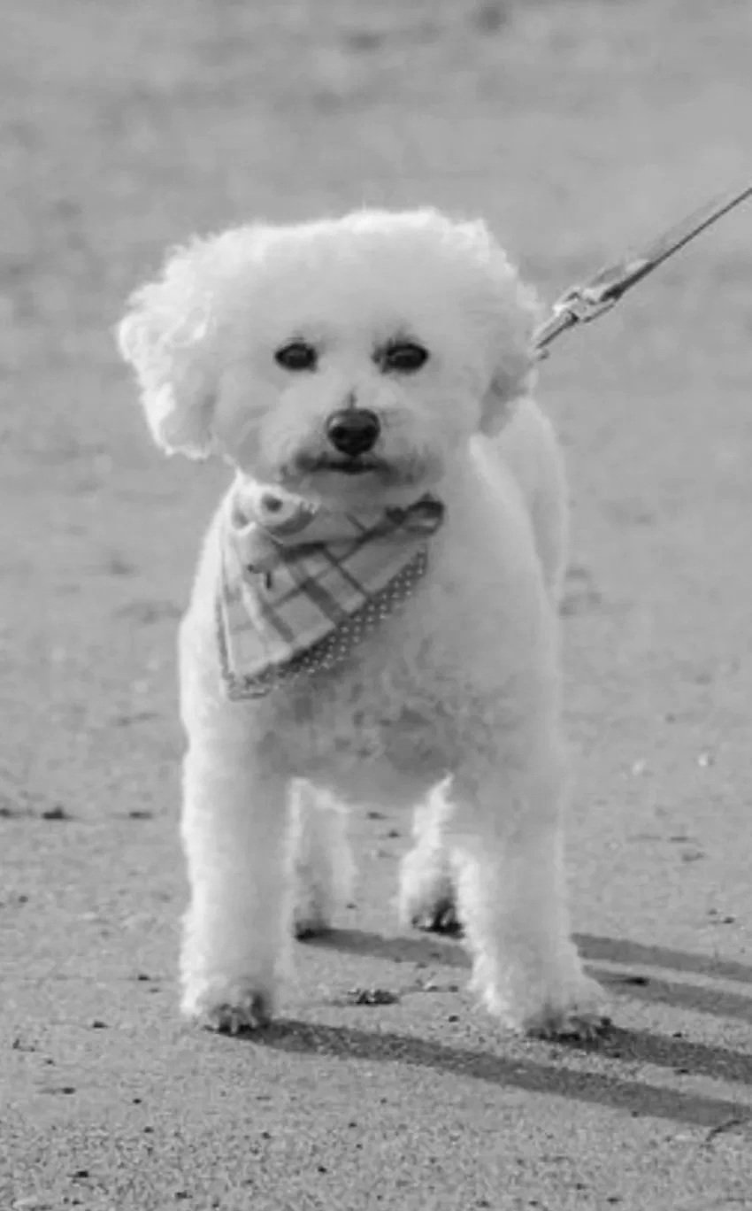 A small dog with fluffy white fur wearing a bandana on a leash, standing on sand or dirt ground.