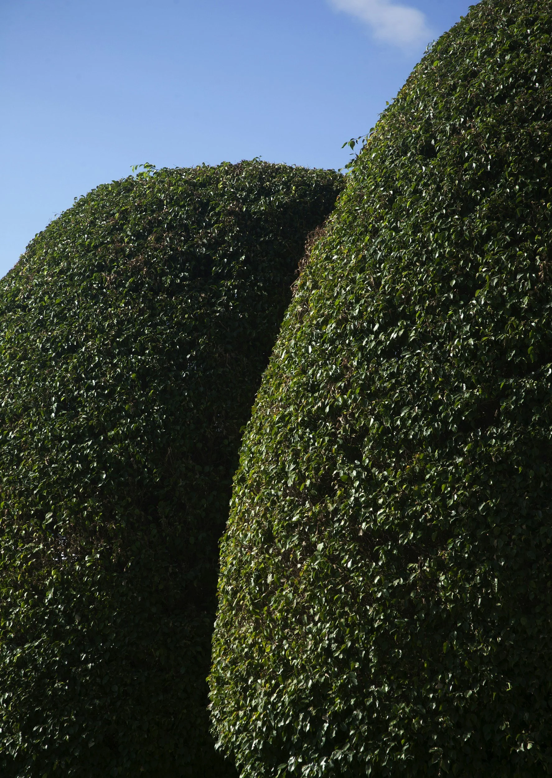 Close-up of two large, lush green bushes or hedges with a narrow gap between them and a clear blue sky in the background.