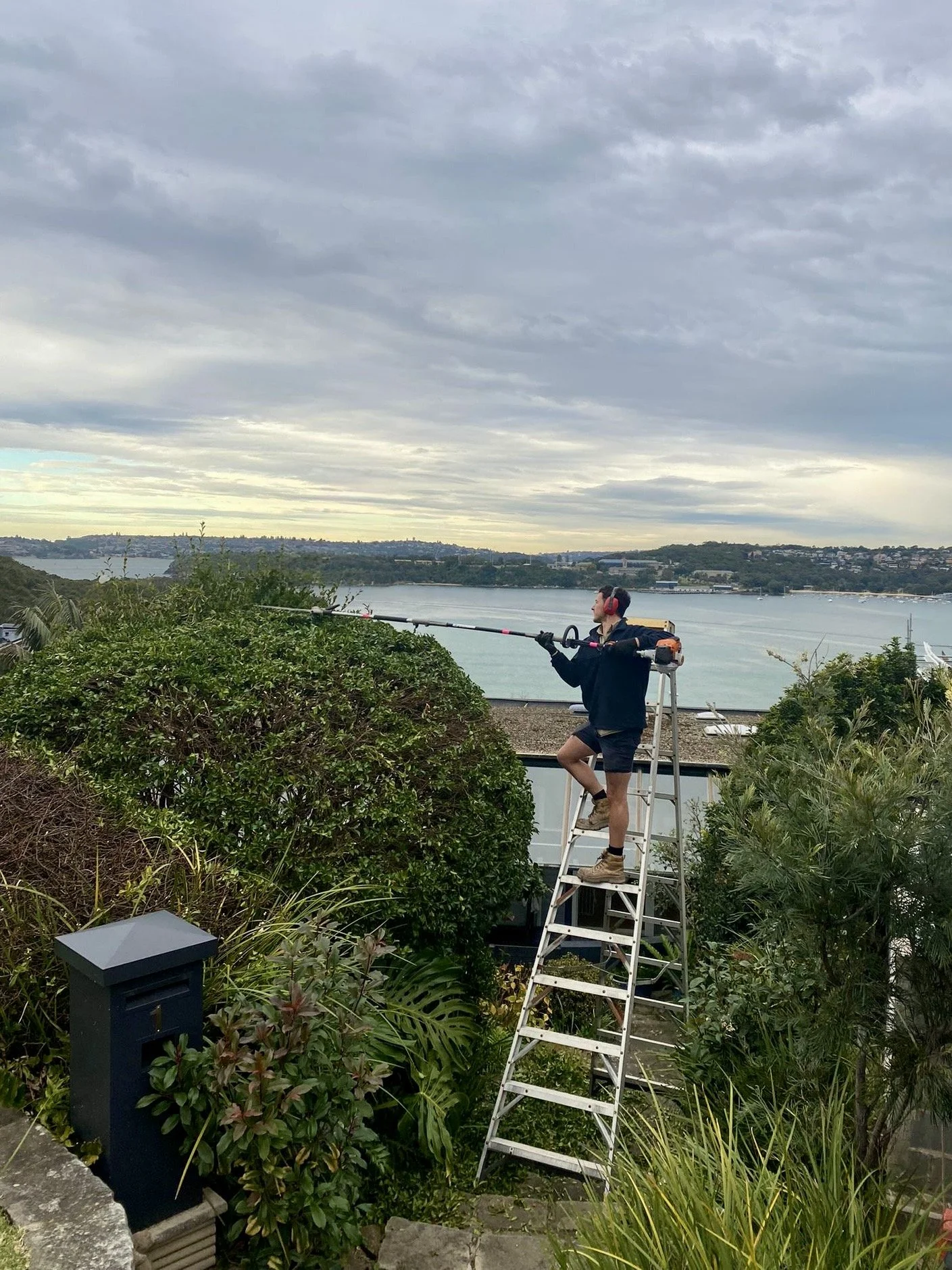 A man standing on a ladder trimming a tall bush with hedge shears, overlooking a body of water and landscape in the background.