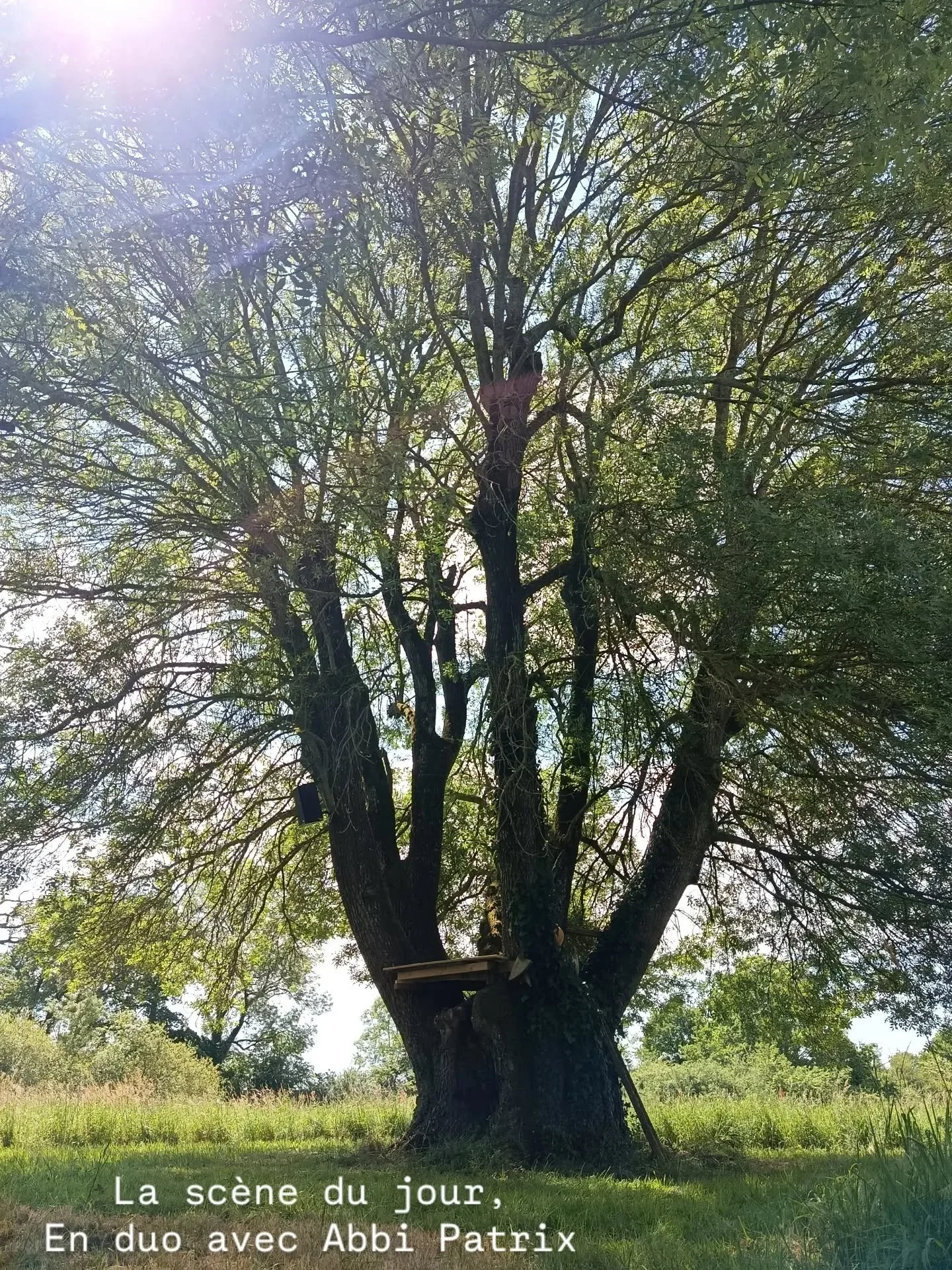 Yggdrasil