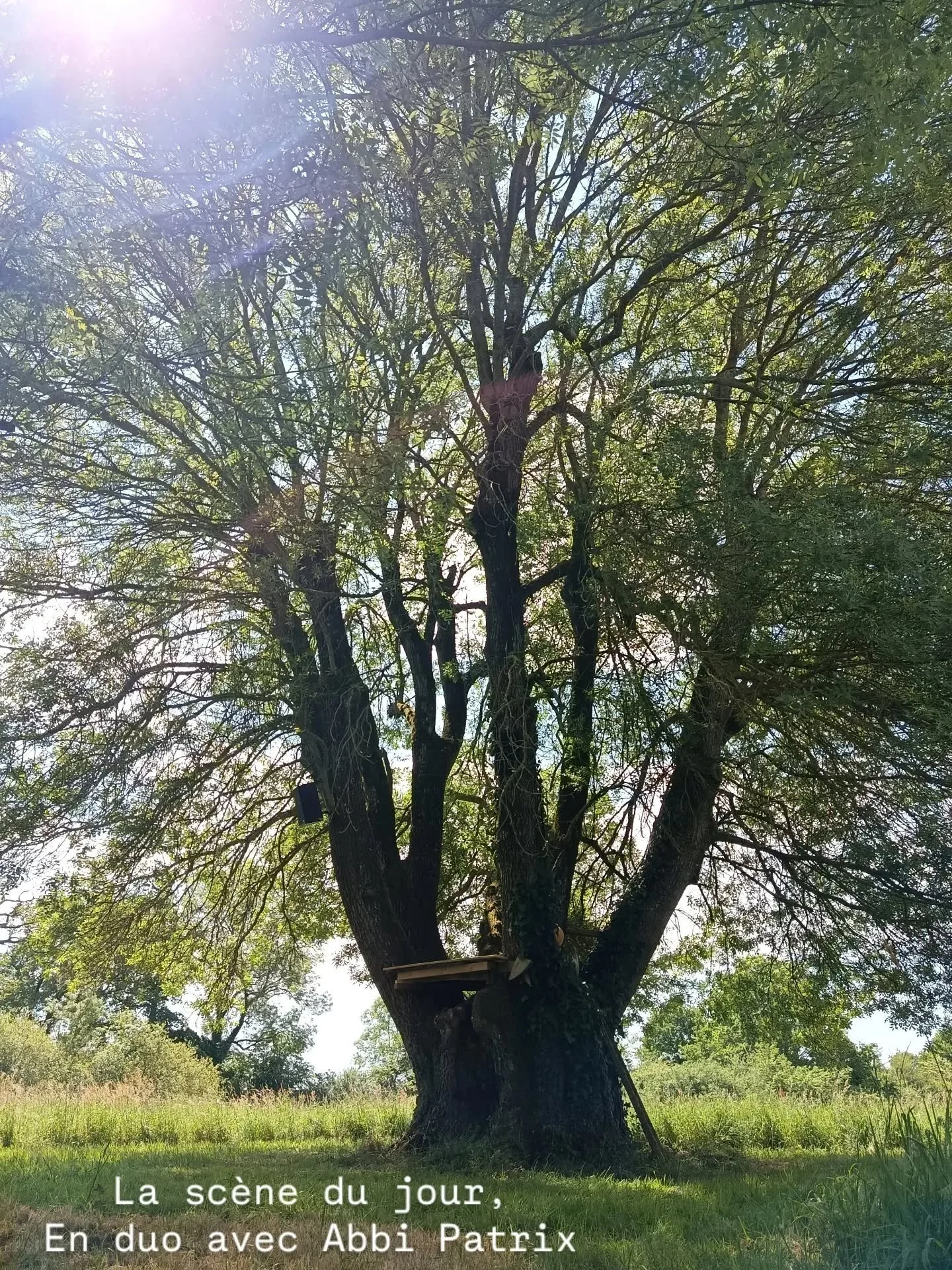 Yggdrasil