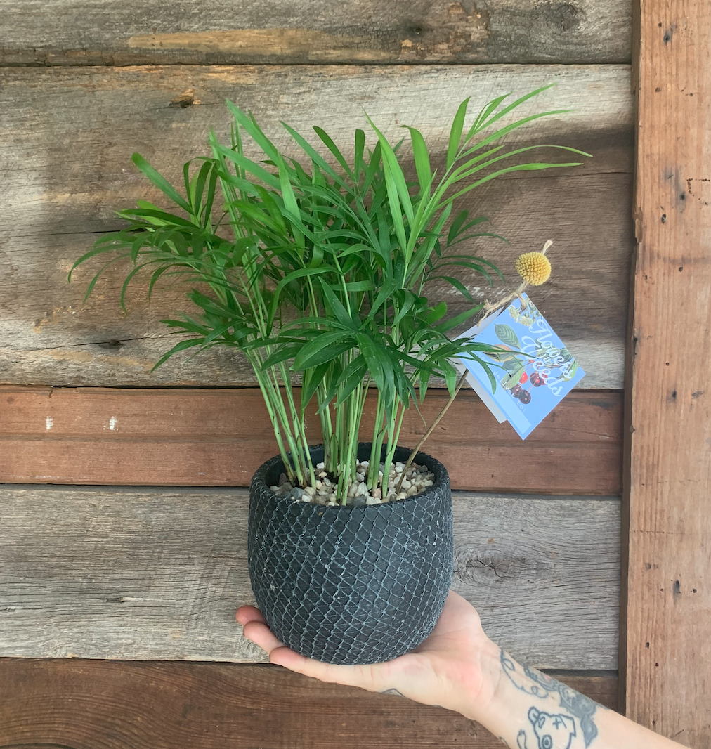 Tropical plant in decorative pot