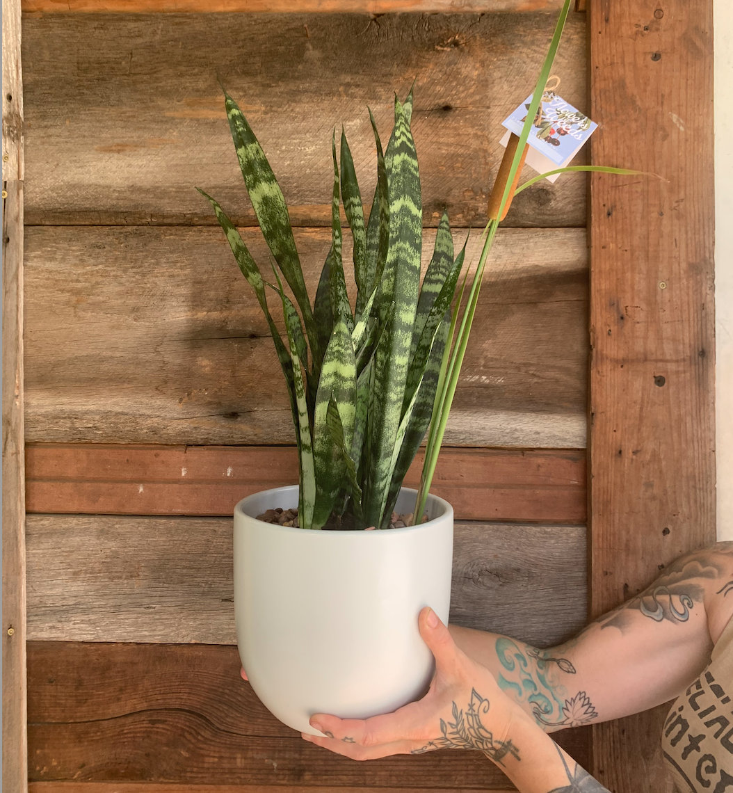 Tropical plant in decorative pot