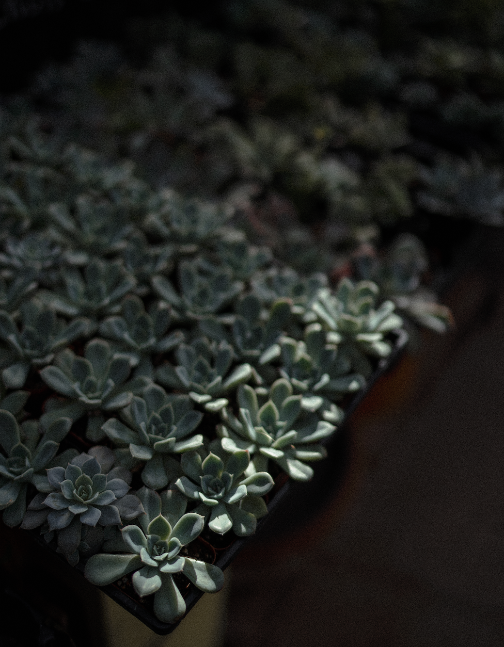 Screen Shot 2025-01-23 at 11.32.49 AM.png