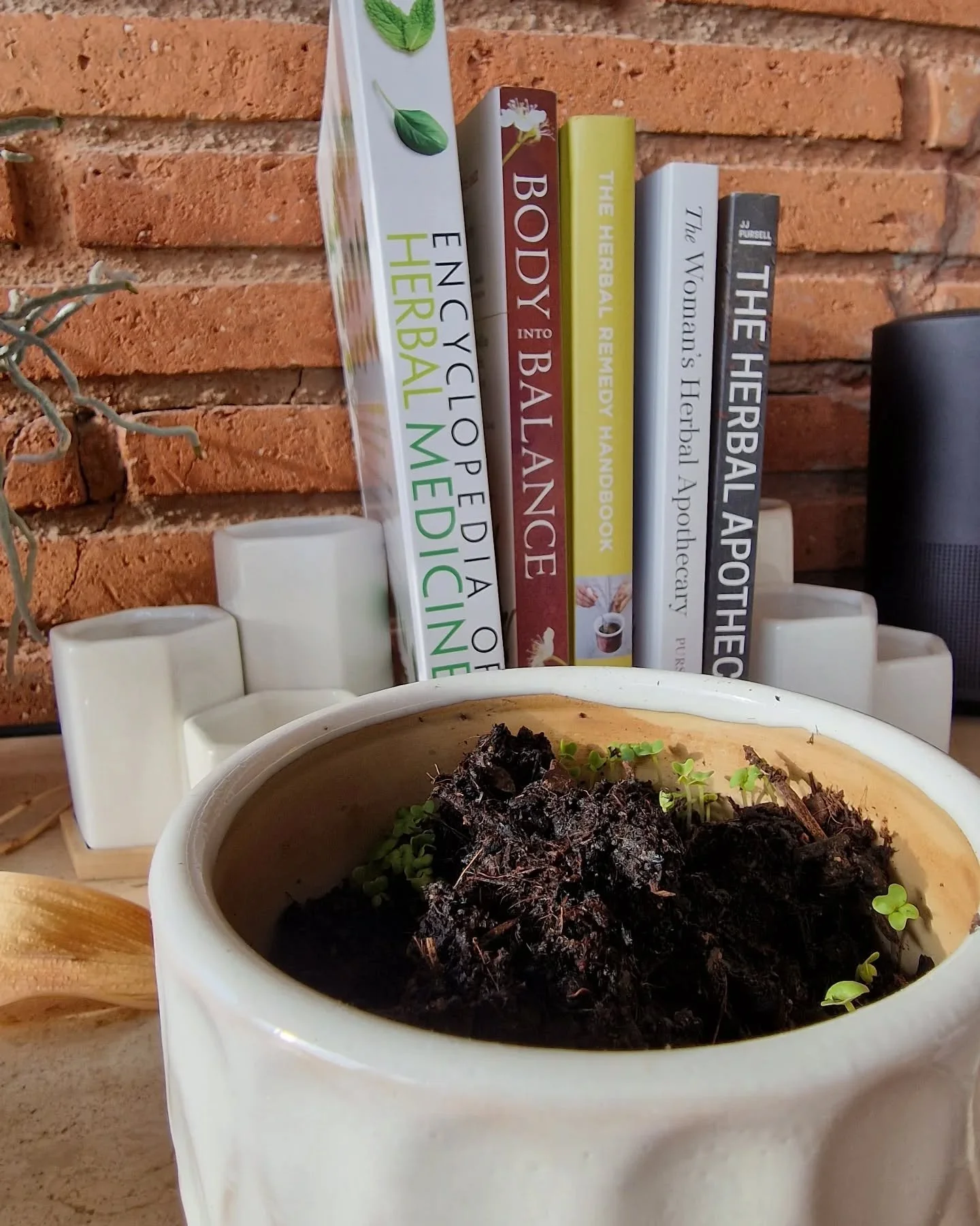 Relearning herbalism 🌿❤️ feels like dusting off an ancient map to hidden treasure ✨ In a world that&rsquo;s on fast-forward, returning to these forgotten skills reminds me how powerful a simple plant can be. It&rsquo;s humbling, it&rsquo;s exciting,