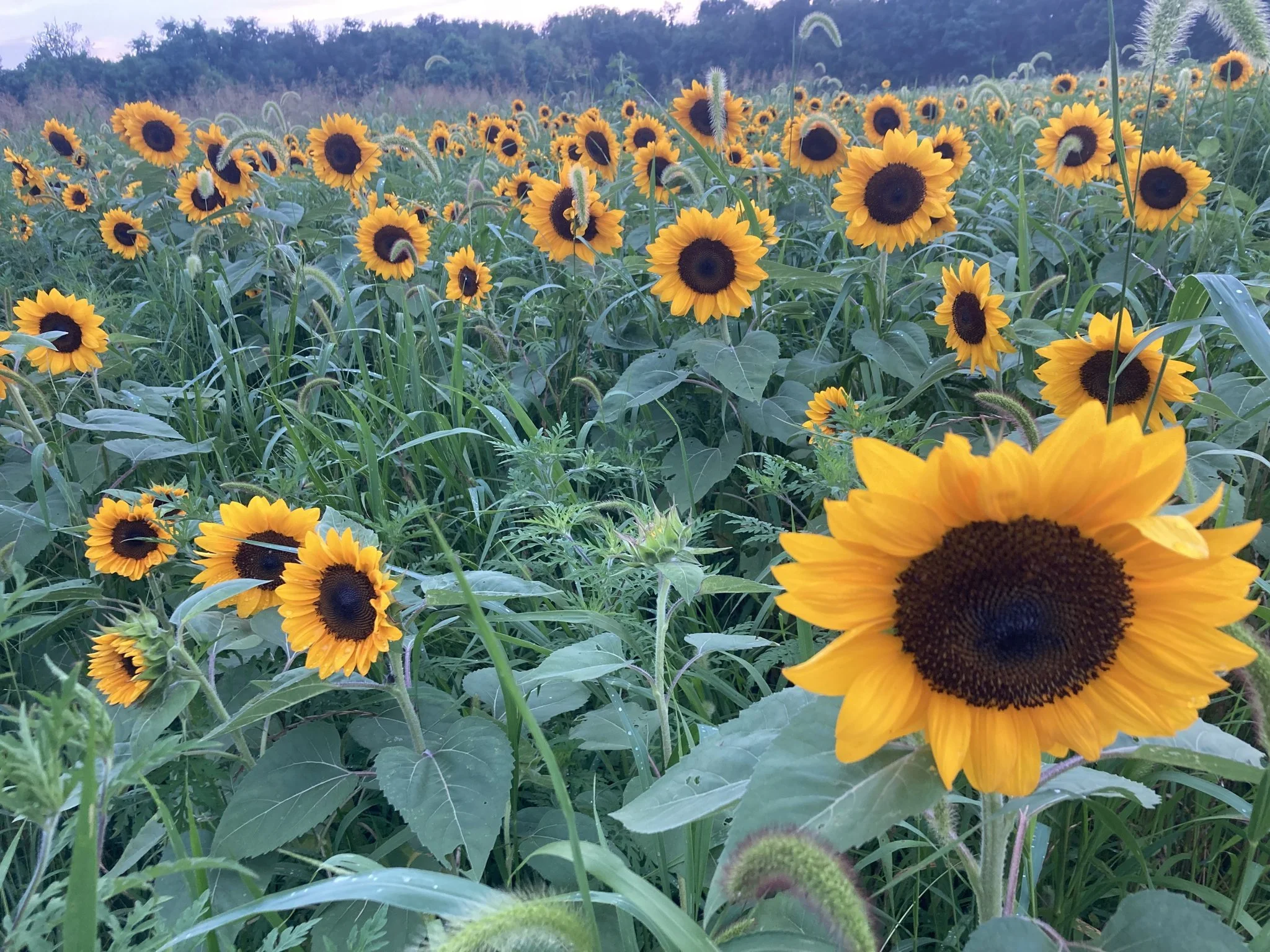 Soak Up the Sunshine at Ruff Life Farm’s Pick-Your-Own Sunflower Experience