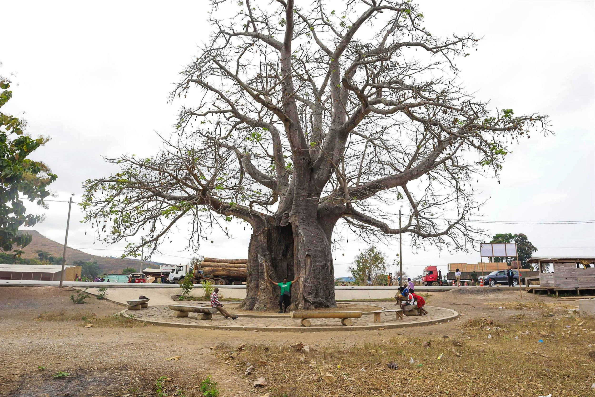A large, leafless tree with a thick trunk and sprawling branches at the center of a small communal area. There are four children sitting on benches around the tree, and one adult standing with arms outstretched near the tree trunk. In the background are trucks and cars on a road, with a hill and some structures visible under an overcast sky.