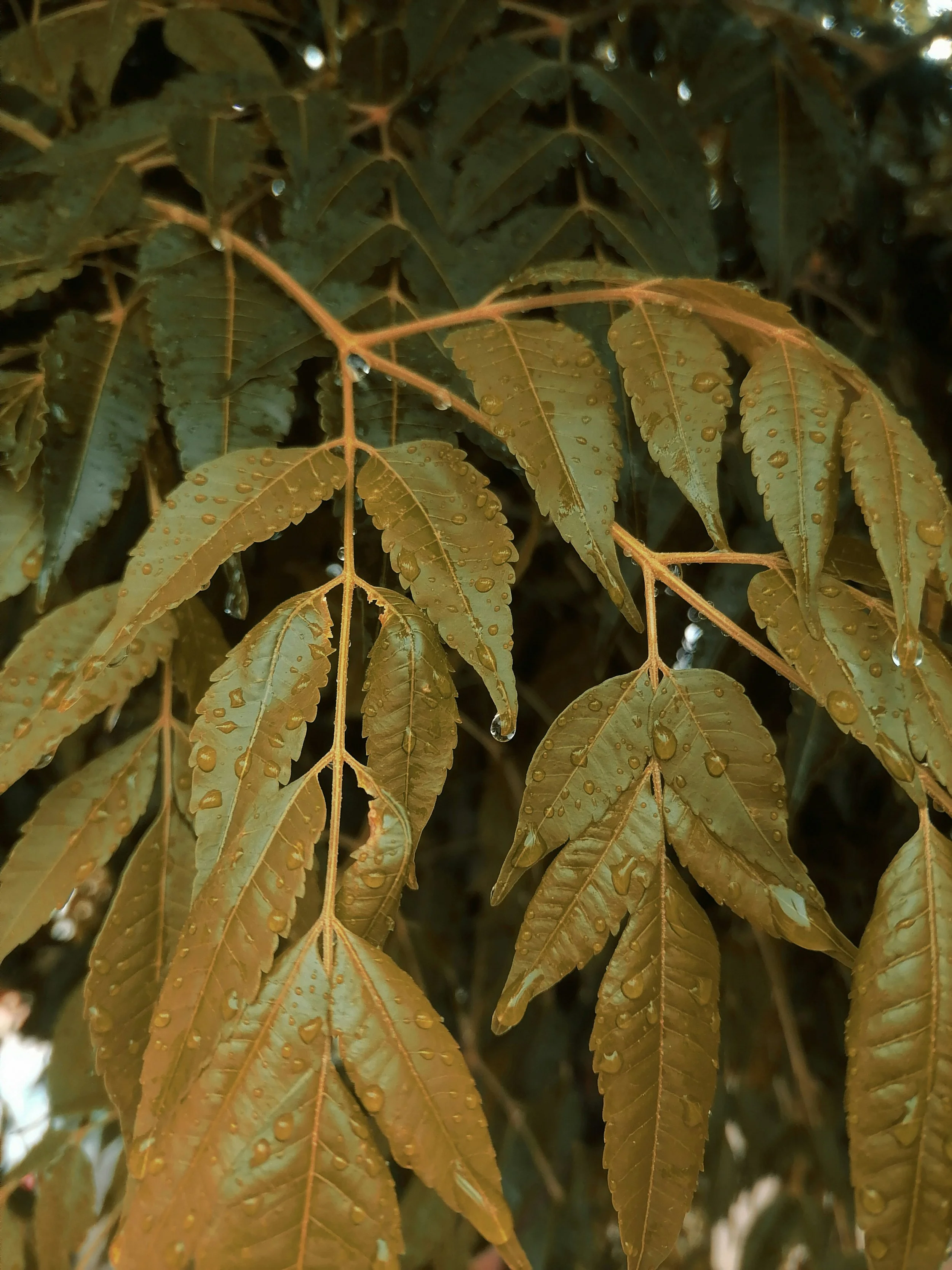 Close-up of brownish-green fern leaves with water droplets on their surface.
