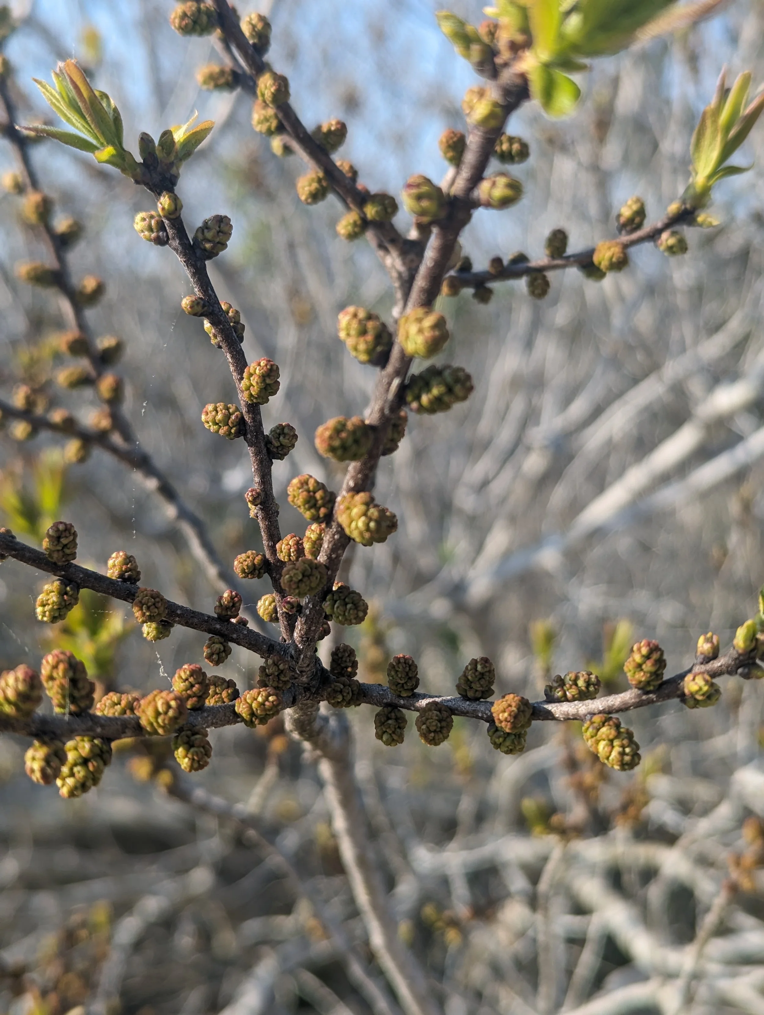 PXL_20240429_213910785 (1).jpg