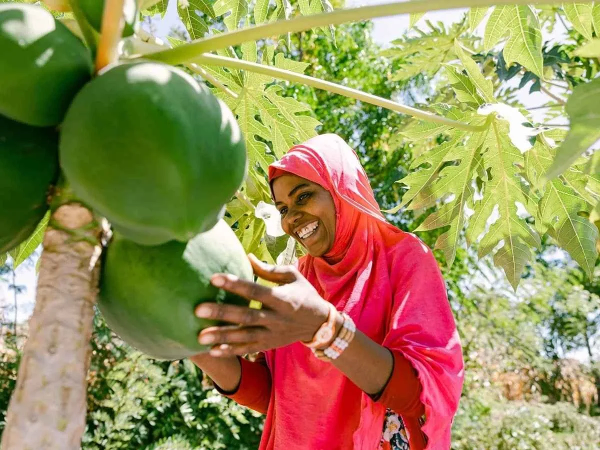 A woman in a red headscarf and pink outfit picking green papayas from a tree.