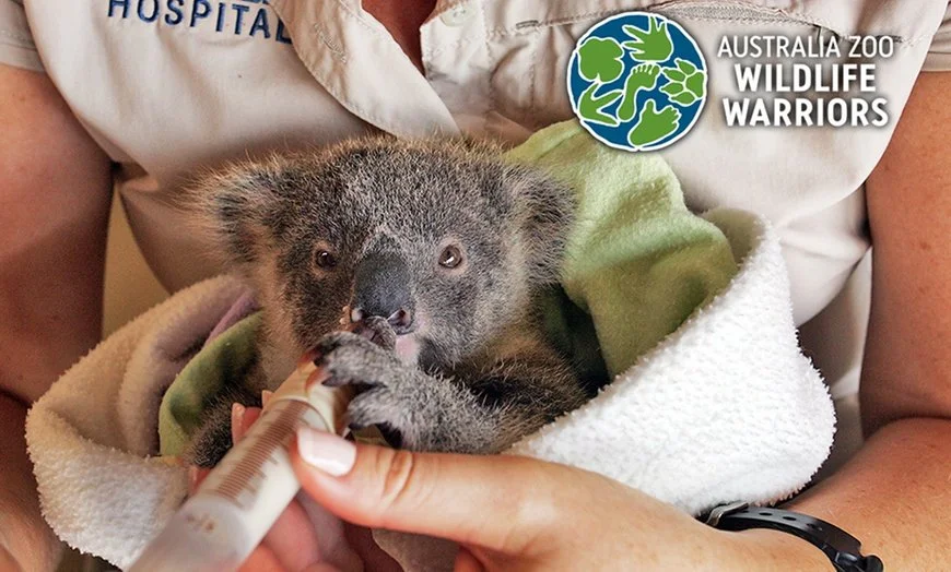 A baby koala being fed milk from a bottle by a person wearing a shirt with the Australia Zoo Wildlife Warriors logo.