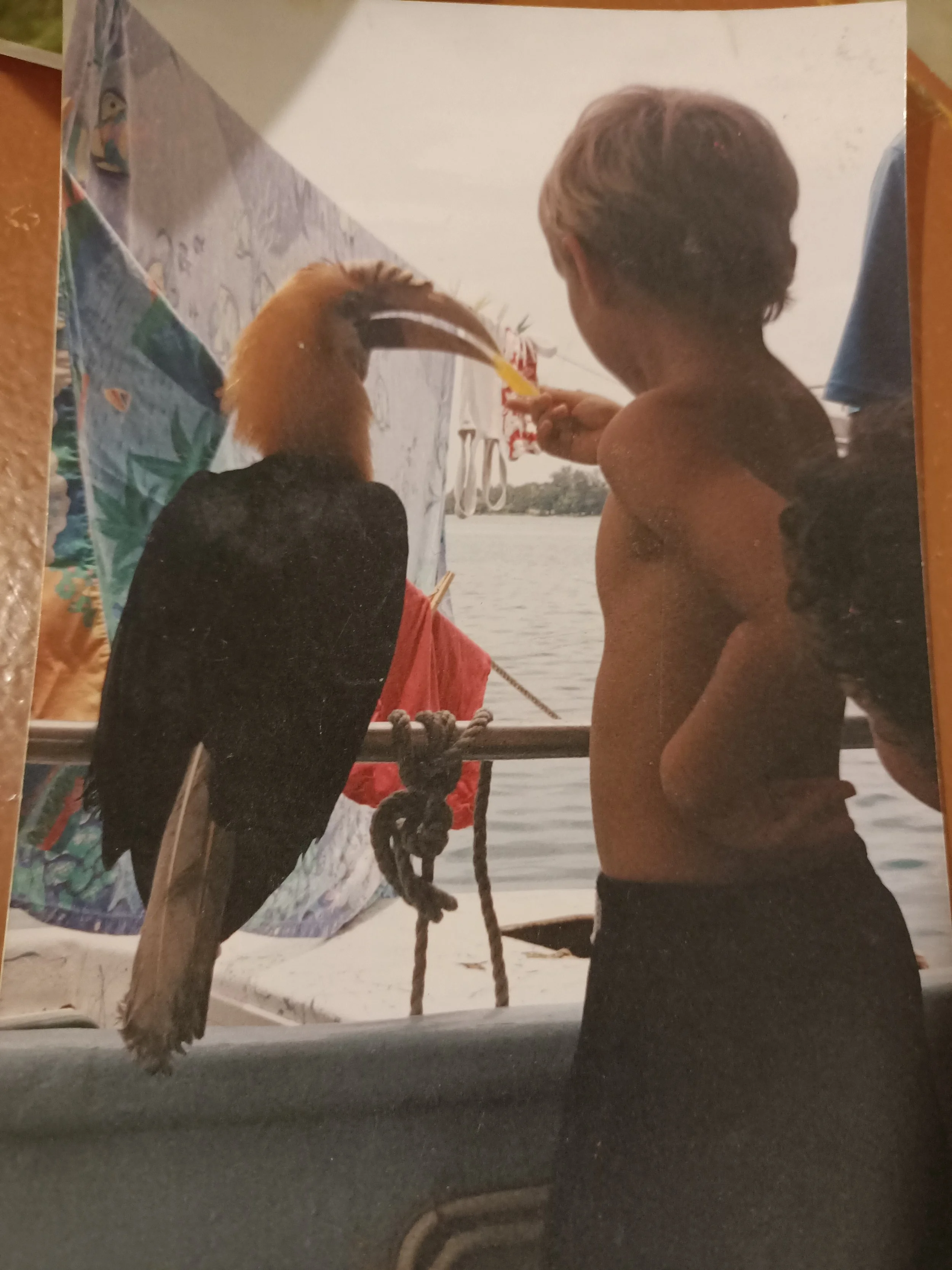 Jackson Kubian as a young boy who grew up on a boat - feeding a toucan.