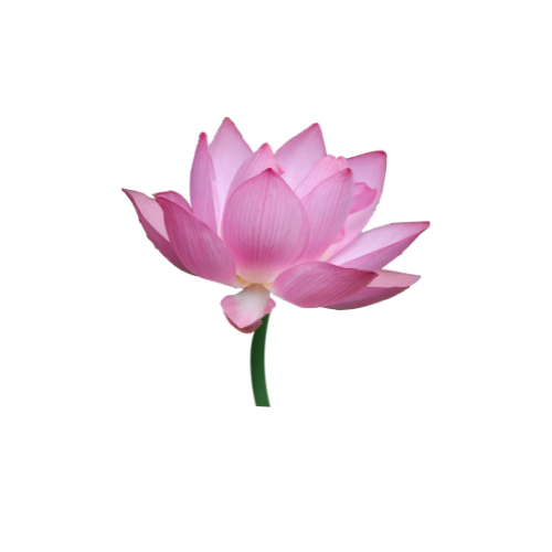 Untitled design (7).png