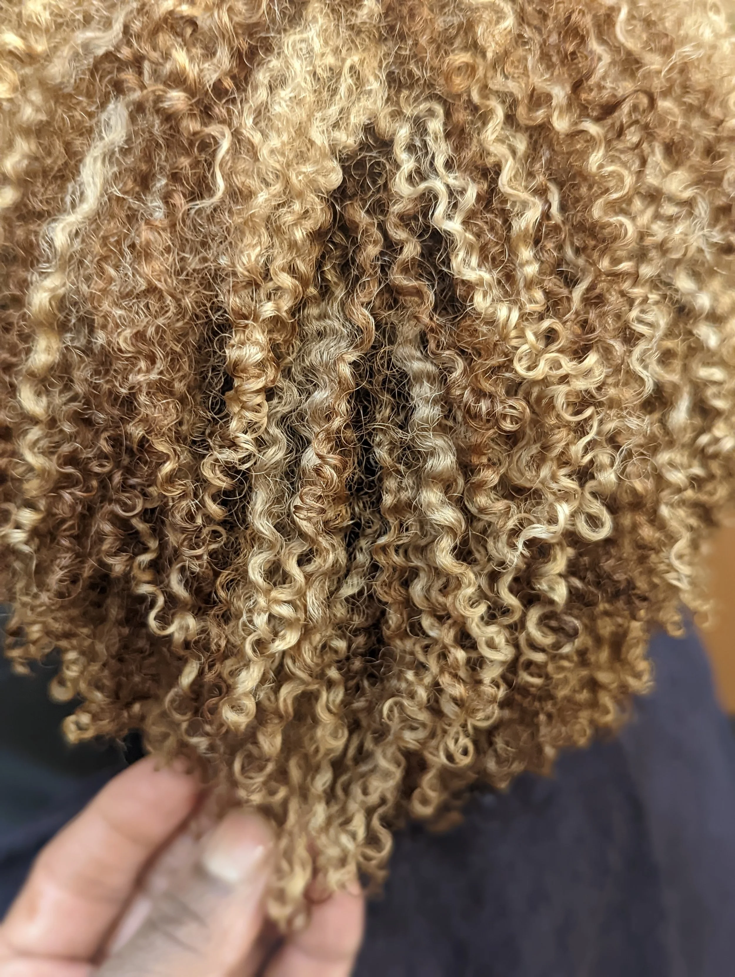 Close-up of tightly curled, blonde curly hair with a person's fingers holding the hair.