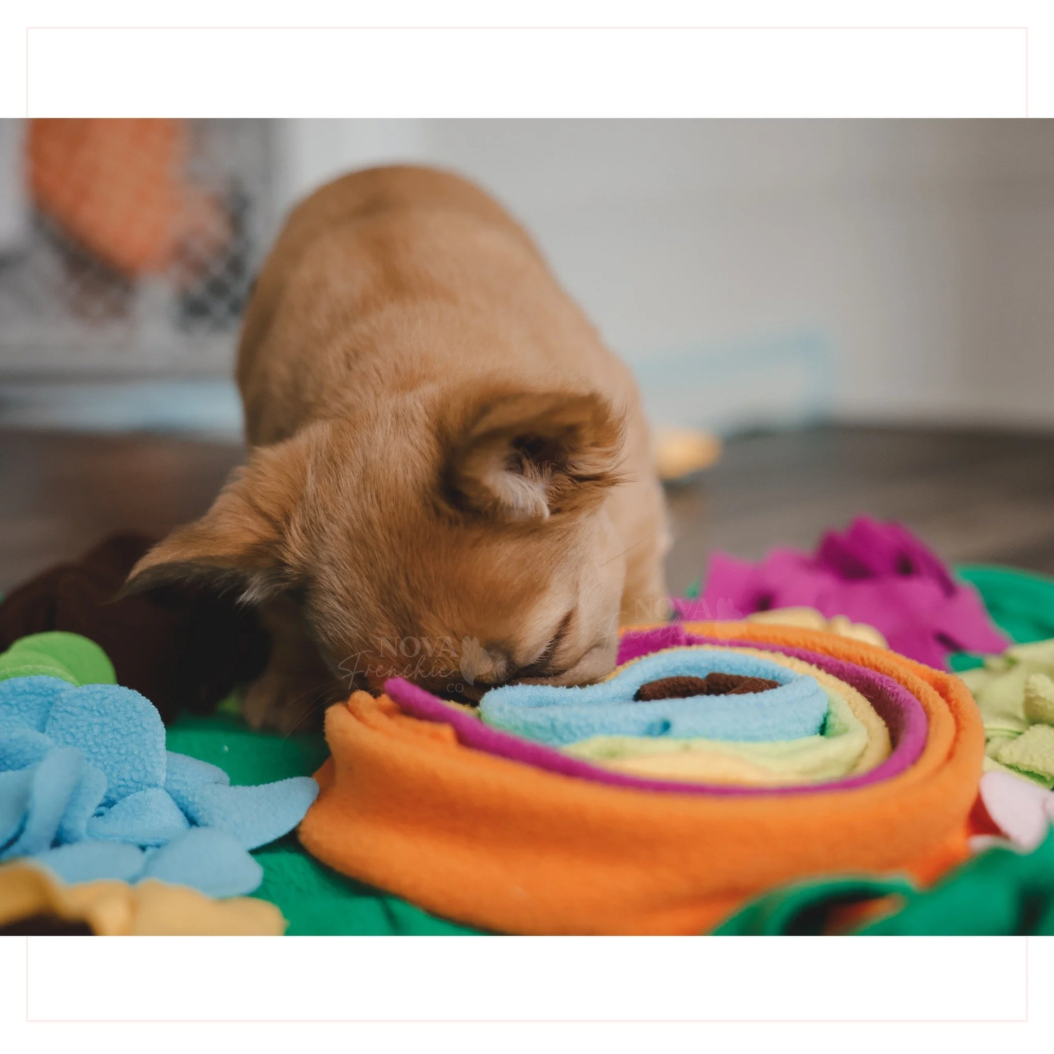 Enrichment is so important! Especially for puppies 🐾

We love using snuffle mats so Penelope can embrace her inner wolf and tap into her natural foraging instincts. A small handful of puppy kibble turns mealtime into mental stimulation and confidenc