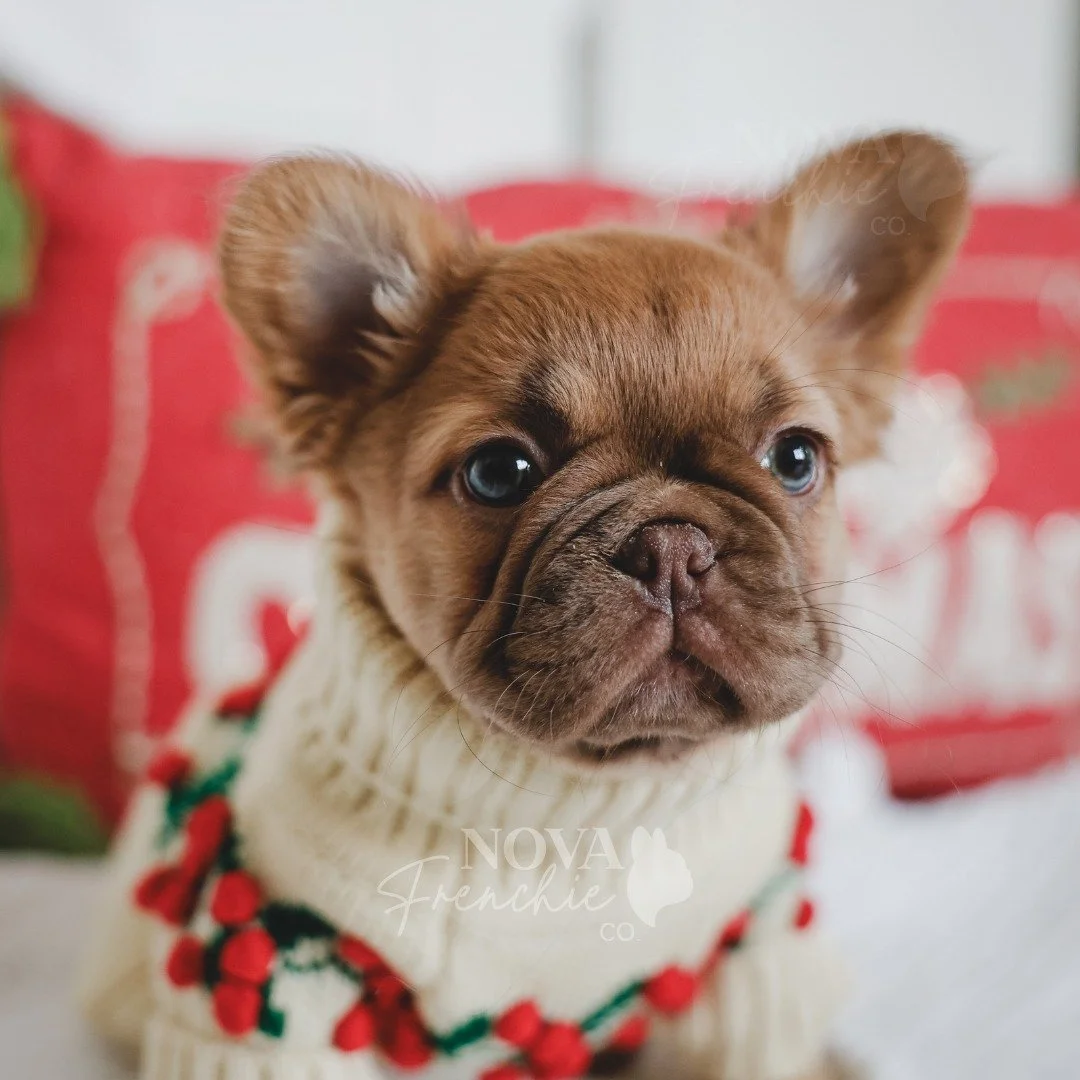 🎅🐾 Santa Paws is coming to town 🎶

Penelope Pecan is officially on the nice list and watching the Google Santa Tracker like it&rsquo;s her full-time job 👀🎄

It&rsquo;s her first Christmas, and the excitement has meant nonstop zoomies all day&hel
