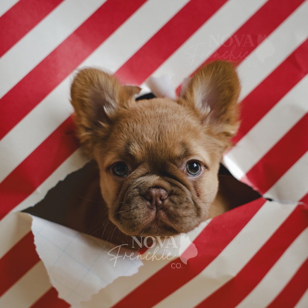 Merry Christmas from us! 🎄🤍

Unwrap Ms. Penelope, our fluffy French bulldog puppy! Swipe for the bloopers because the outtakes are always the best 😅🎁 I saved the best for last, so scroll ALL the way to the end!

From our home to yours, wishing yo