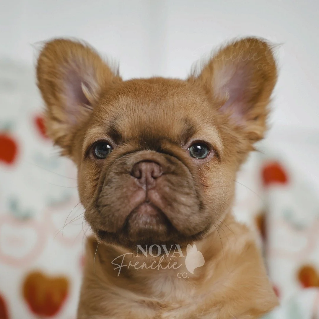 Oh, my little angel eyes 🤍🐾

Sweet Penelope Pecan. Fluffy French bulldog puppy perfection 🥹

 #NOVAFrenchieCo #PenelopePecan #dogsofinstagram #FluffyFrenchie #puppiesofinstagram #FrenchBulldogPuppy