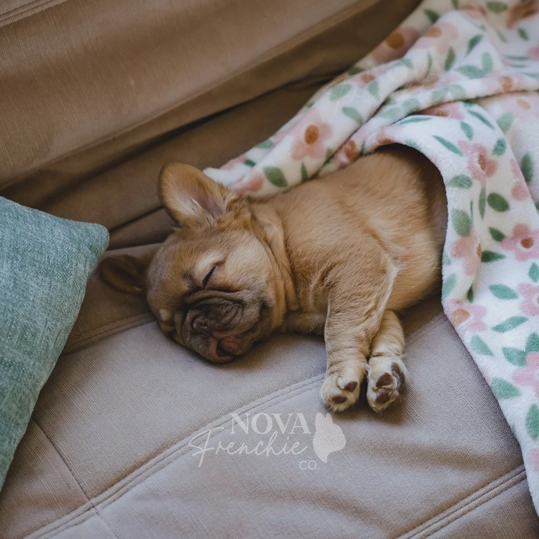 Enjoyed a weekend full of snuggles, car rides, and pup cups ☕🐶
Now she&rsquo;s officially pooped and dreaming hard 😴

Ms. Penelope, my sweet fluffy French bulldog puppy, wrapped up in her favorite blanket from her mama at @nwfrenchies 🤍

 #NOVAFre