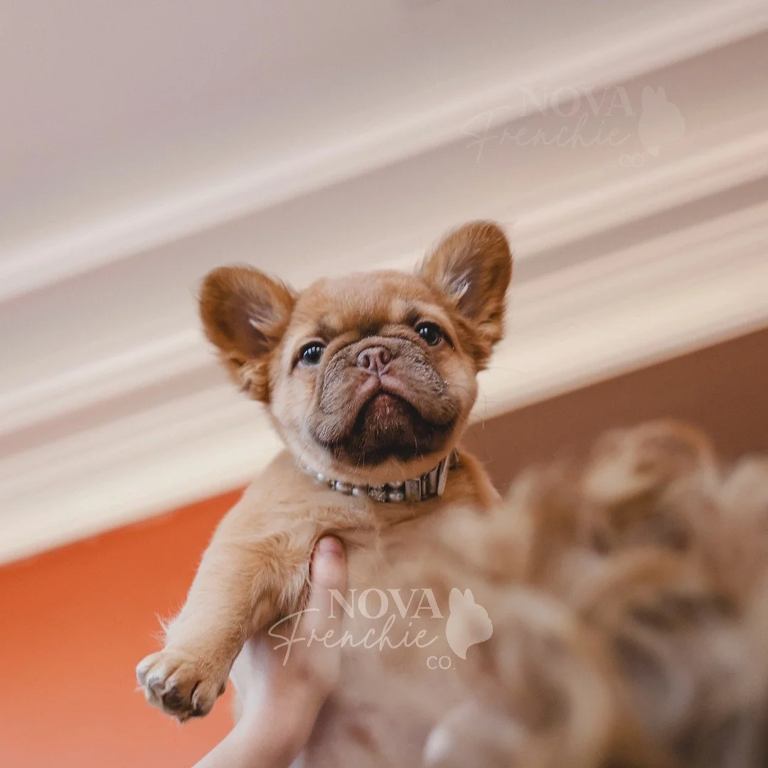 Flying into the New Year like Penelope flew into our hearts 🤍✨

Penny, our fluffy French bulldog puppy, starting the year surrounded by love and lots of treats!

Cheers to 2026 and all the pupcups!

#novafrenchieco #FluffyFrenchie #dogsofinstagram #