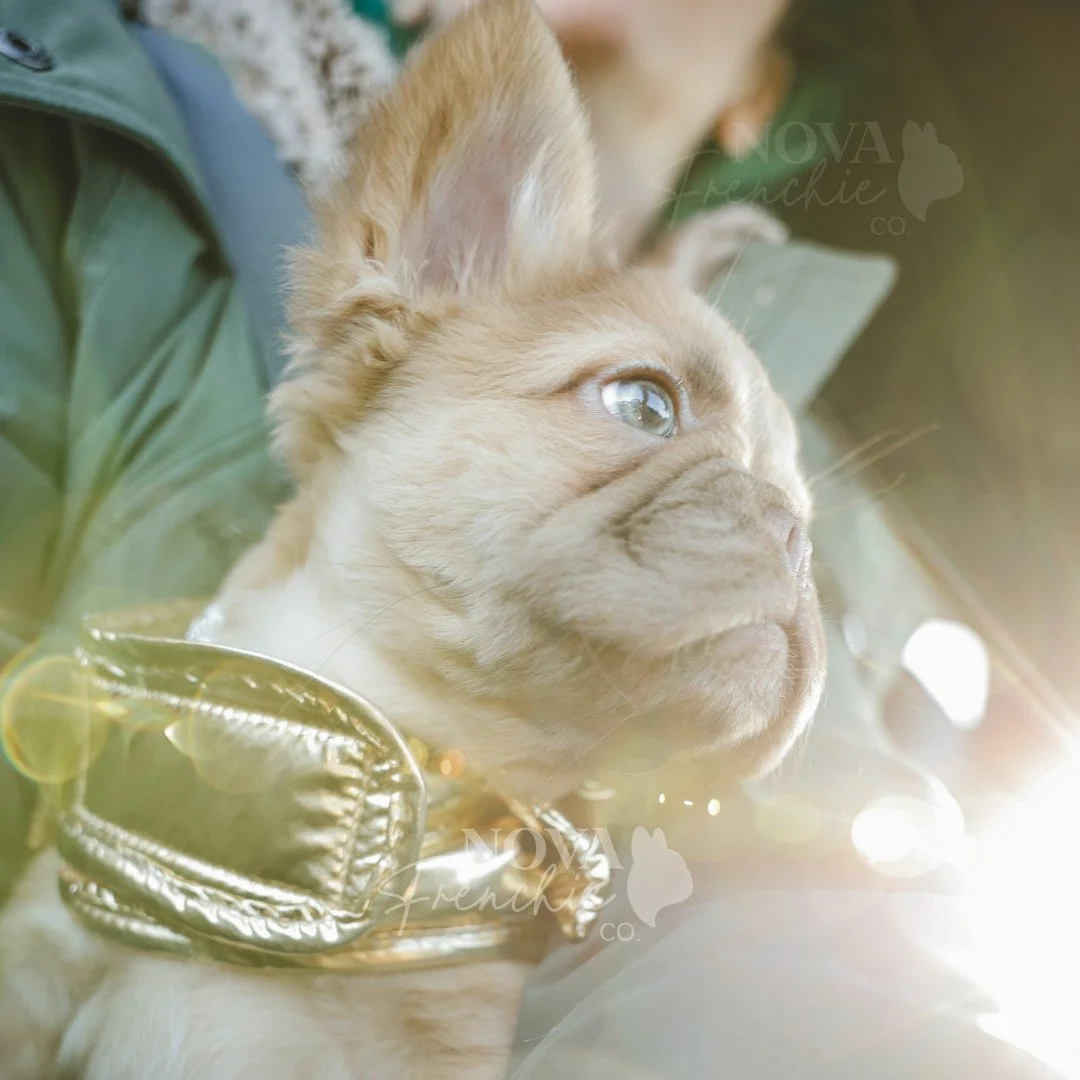 Haloed in bokeh on her way to pick up a lil treat at Starbies because she&rsquo;s just too sweet 🤍

Penelope, our fluffy French bulldog puppy about to snoot down a pup cup.

 #novafrenchieco #PenelopePecan #starbucks #pupcup #FrenchBulldogPuppy #pup