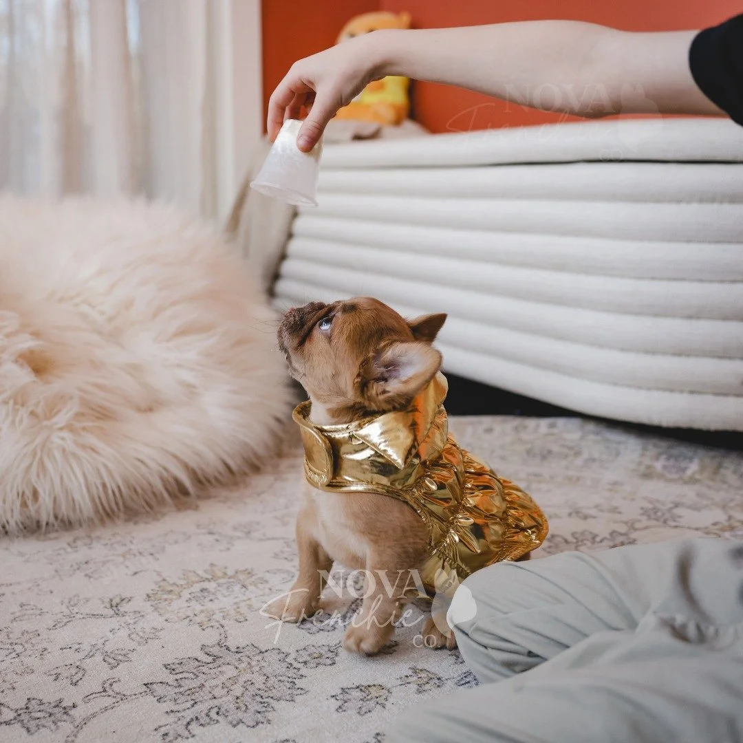 Just a girl and her pup cup ☕🤍

Penelope, our fluffy French bulldog puppy, patiently waiting for her treat in her gorgeous gold puffer from @target! We take treats seriously, here.

#NOVAFrenchieCo #starbucks #target #bootsandbarkley #fluffyfrenchbu
