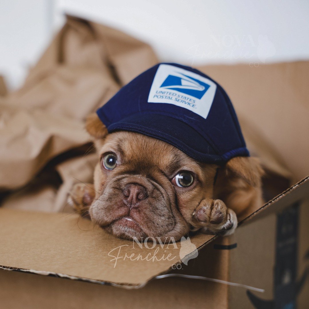 Hi.
I don&rsquo;t know why Mom keeps saying &ldquo;Penelope no.&rdquo;
I&rsquo;m literally just being helpful 🤍🐶
Very unfair. Very rude.

#novafrenchieco #PuppyPOV #PuppyLogic #FrenchBulldogPuppy #FluffyFrenchie #FunnyDogContent #PuppyLife #USPS