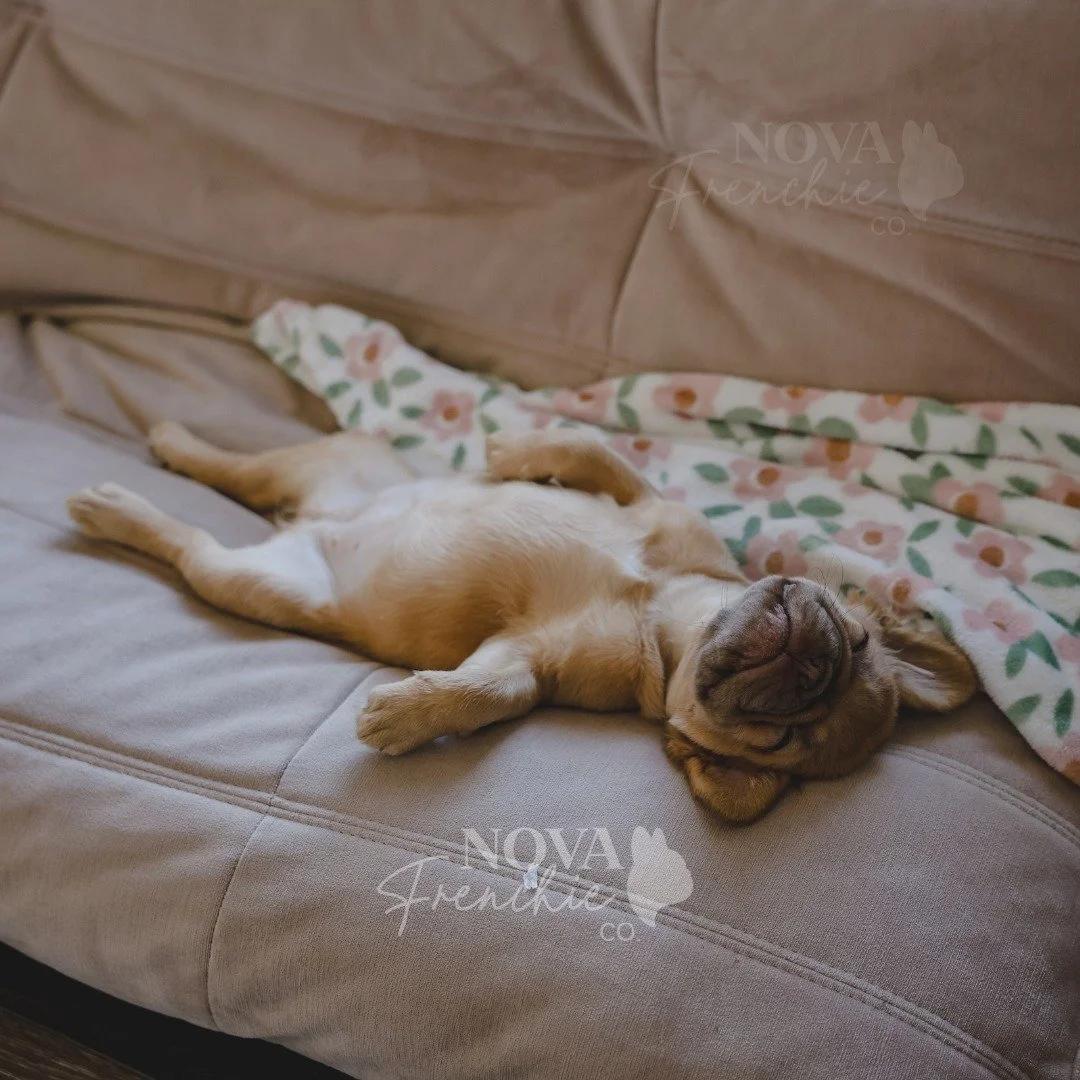 Soft puppy, warm puppy, little ball of fur.

Happy puppy, sleepy puppy... snort snort snort.

#novafrenchieco #penelopepecan #sleepypuppy #fluffyfrenchie #puppylife #frenchiesofinstagram