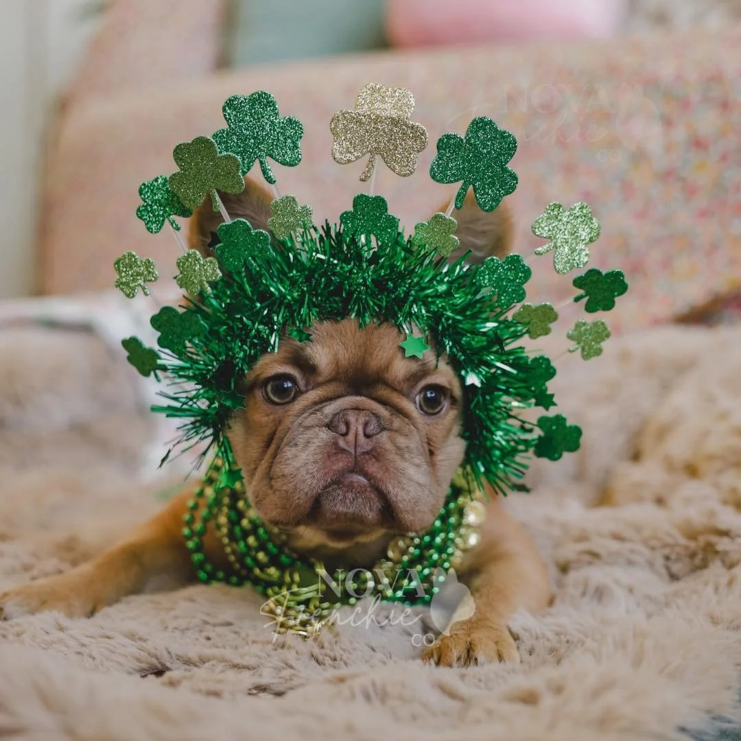No pinches for this girl!

Look at my little clover 🤩🍀 I&rsquo;m the luckiest mamma in the world! 

#novafrenchieco #penelope #StPatricksDay #green #shamrock #luckycharms
