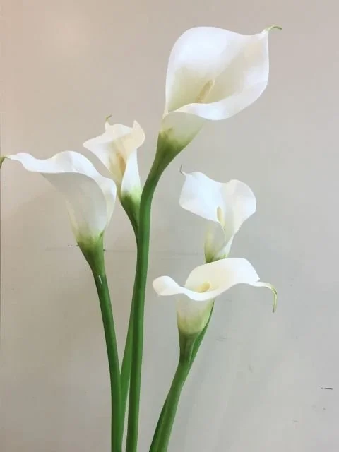 Four white calla lily flowers with green stems on a plain background.
