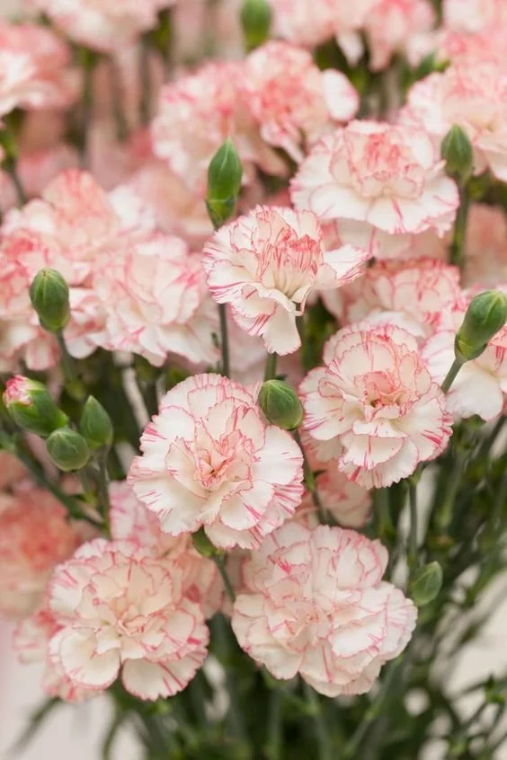 Close-up of pink and white carnations with green buds.