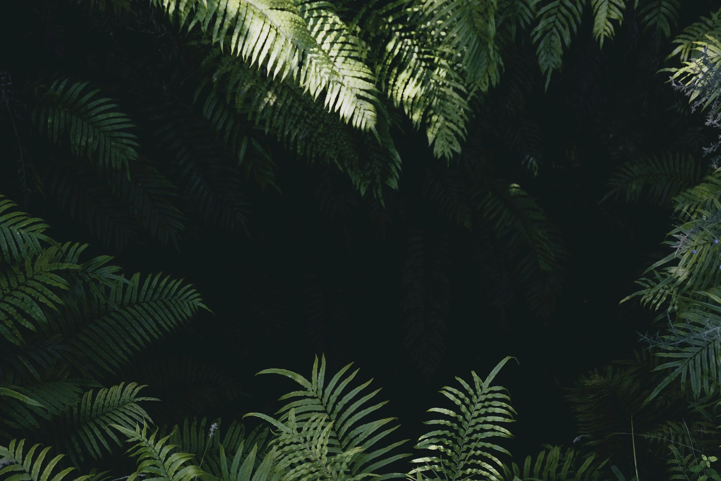 Dense green foliage of various fern plants in a lush jungle-like setting.