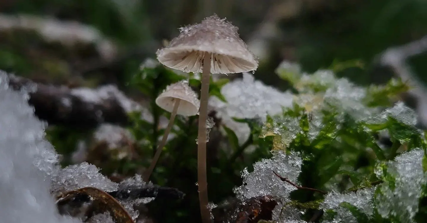 Snowy Mushroom Scene