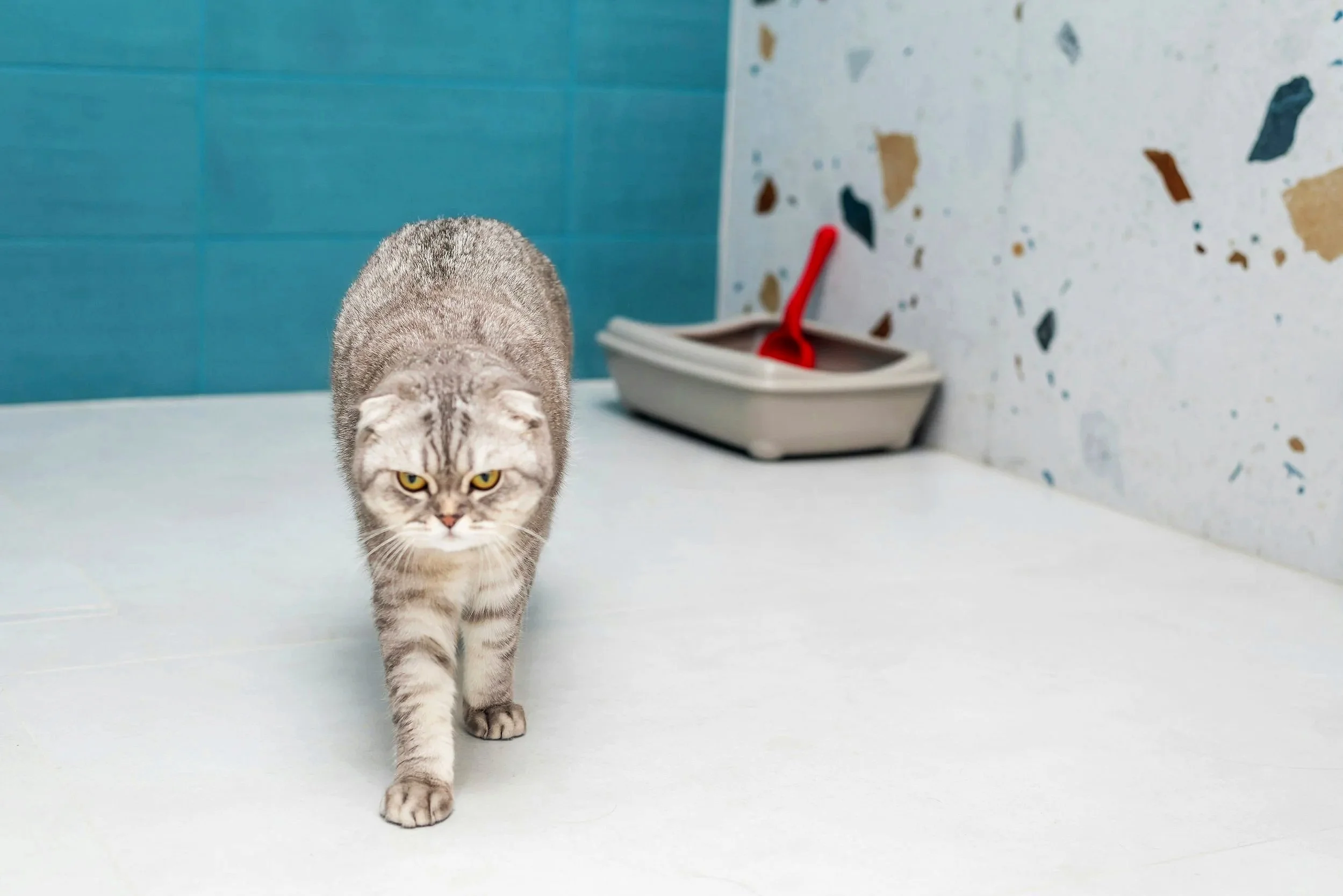 grey and white tabby cat walking away from grey litter box