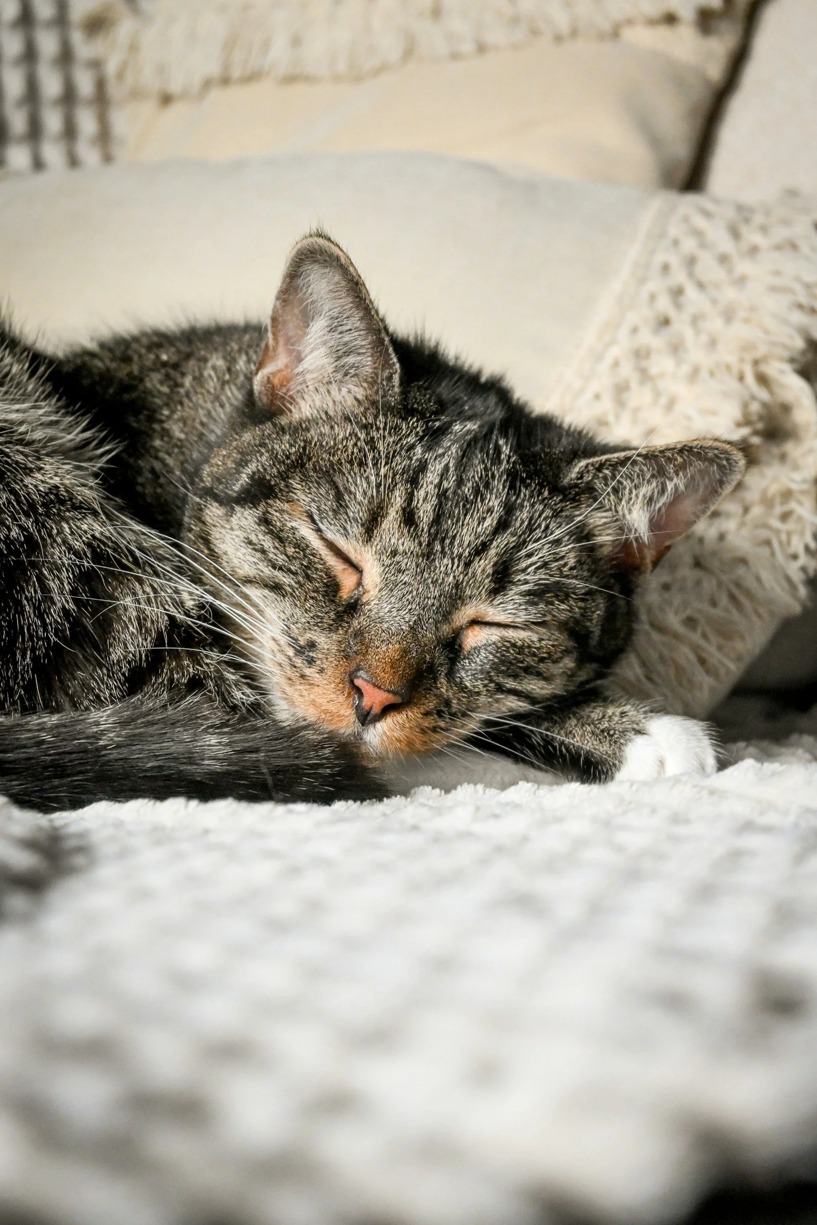 A tabby cat sleeping peacefully on a soft, light-colored blanket with a textured pattern in the background.