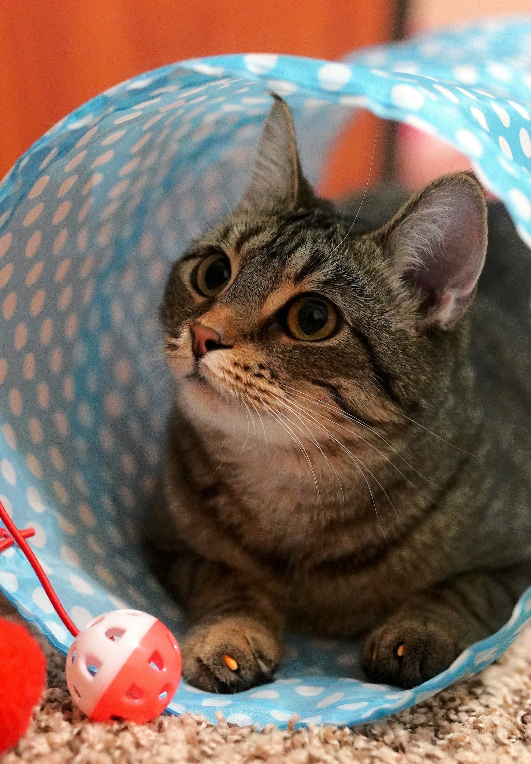 A tabby cat lying inside a blue polka-dotted fabric tunnel with a pink and white plastic ball toy nearby, on a beige carpeted floor.