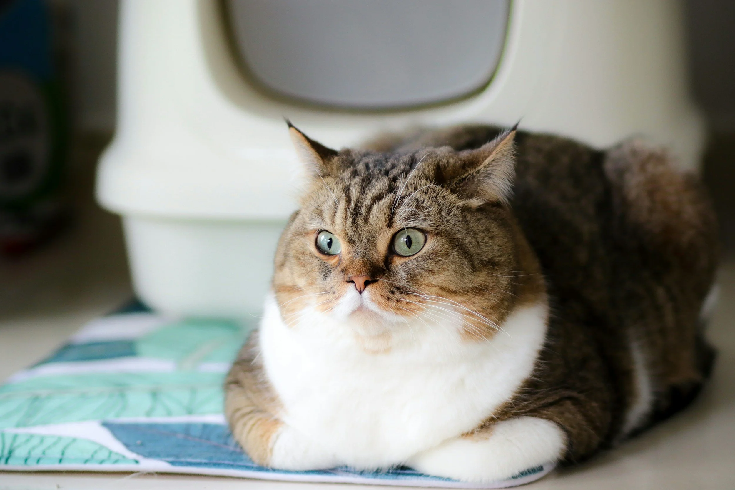 A close-up of a tabby cat with white chest and paws, lying on a patterned surface, looking attentively to the side.