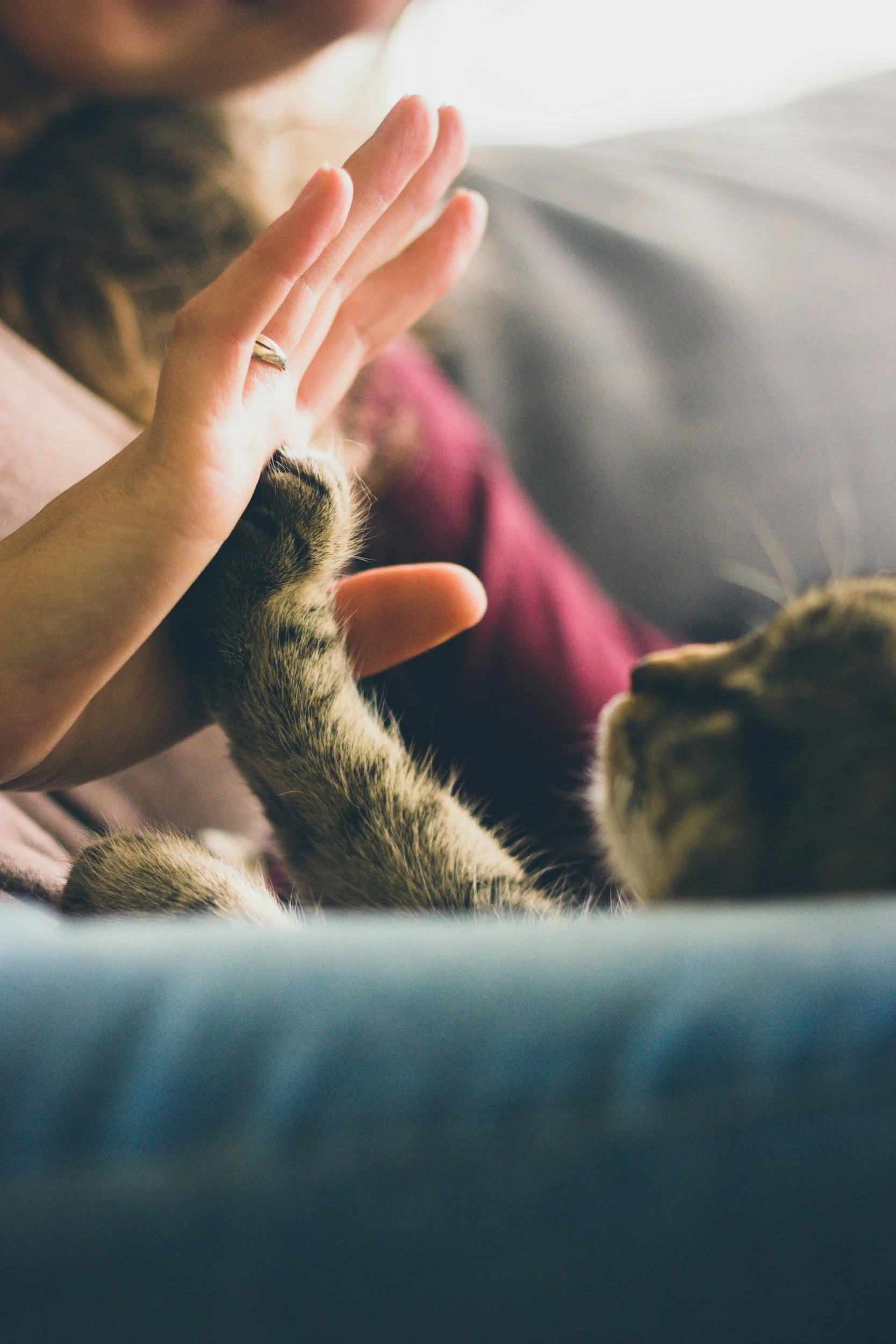 A person's hand is reaching out to a cat, with the cat's paw and part of its body visible in the foreground.