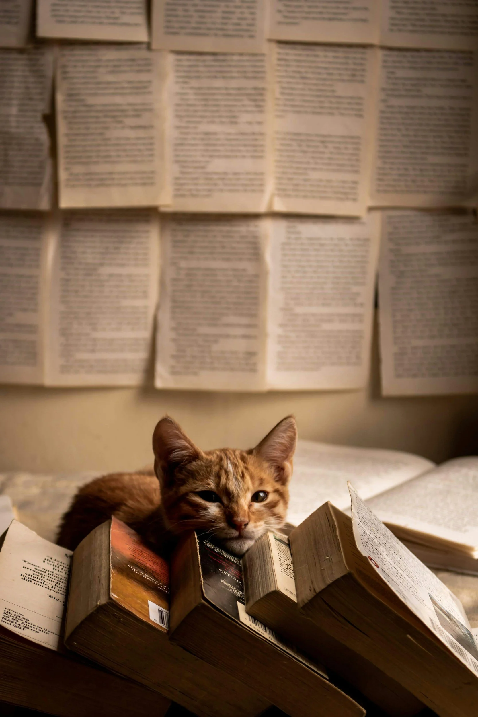 tabby cat with head on books with pages with text in the background