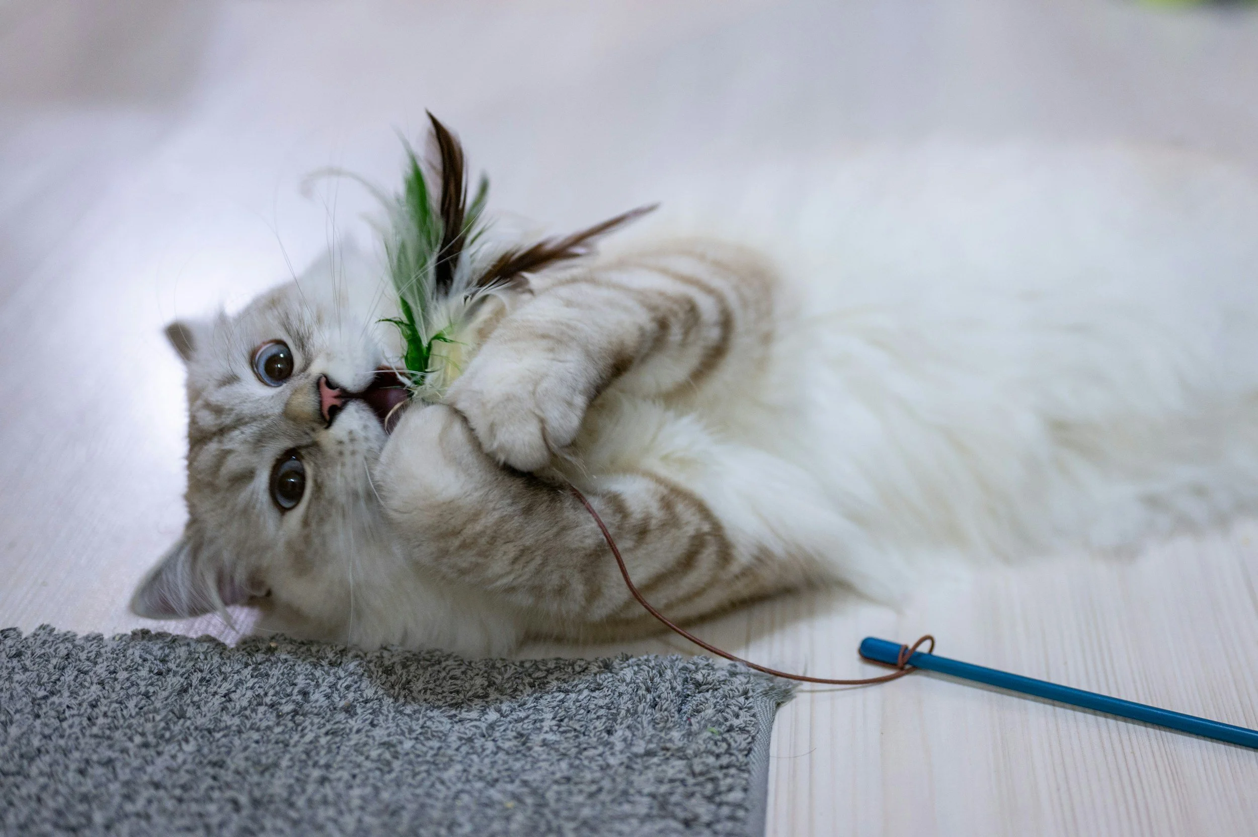 cat playing