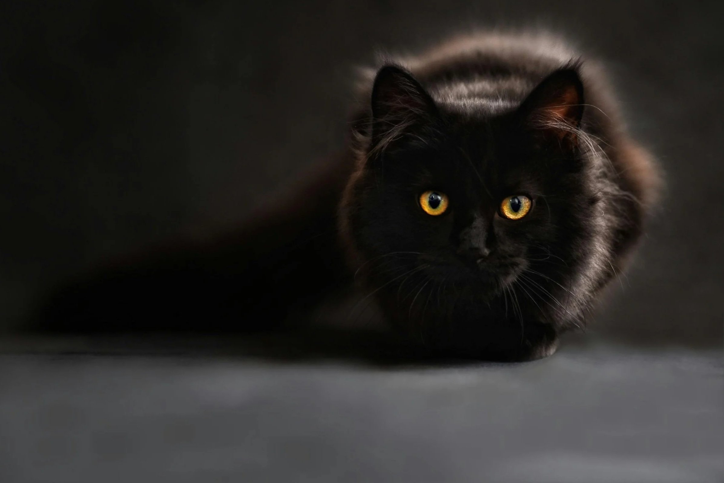 Close-up of a black cat with yellow eyes, partially hidden in darkness with minimal lighting highlighting its face and ears.