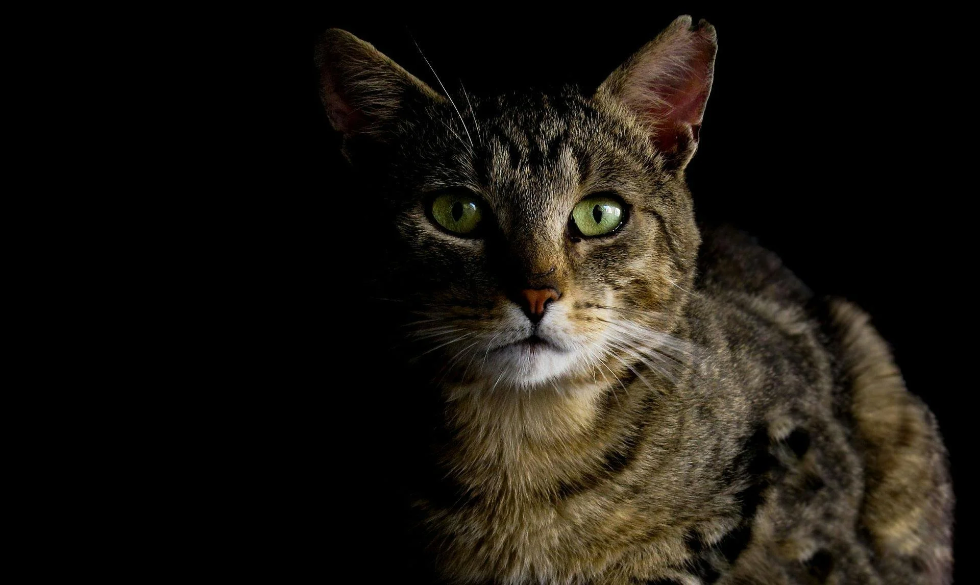 Close-up of a tabby cat with green eyes, lying against a black background.